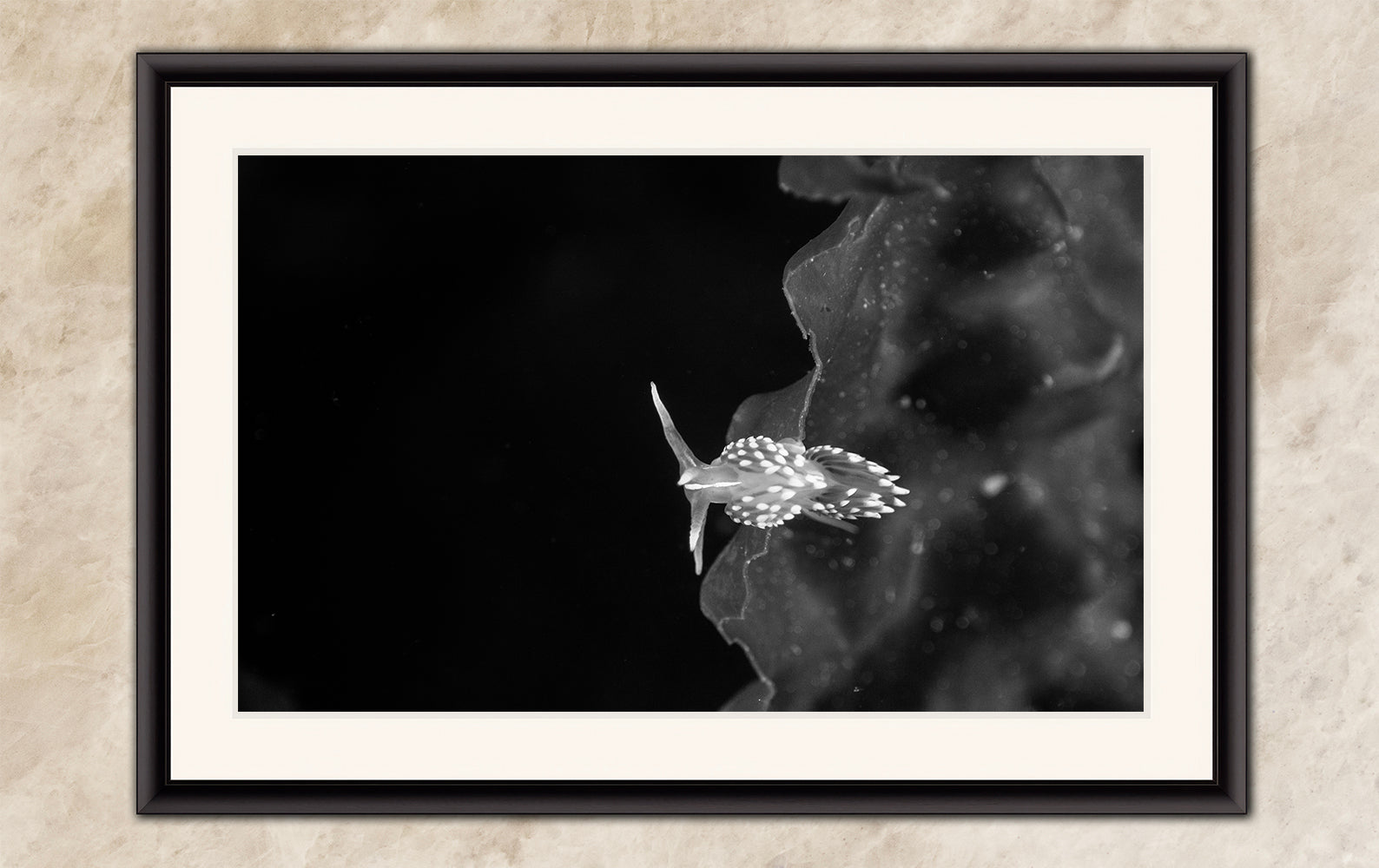 Limited Edition Fine Art Photography, Underwater Sea Life Ocean Art, The Universe