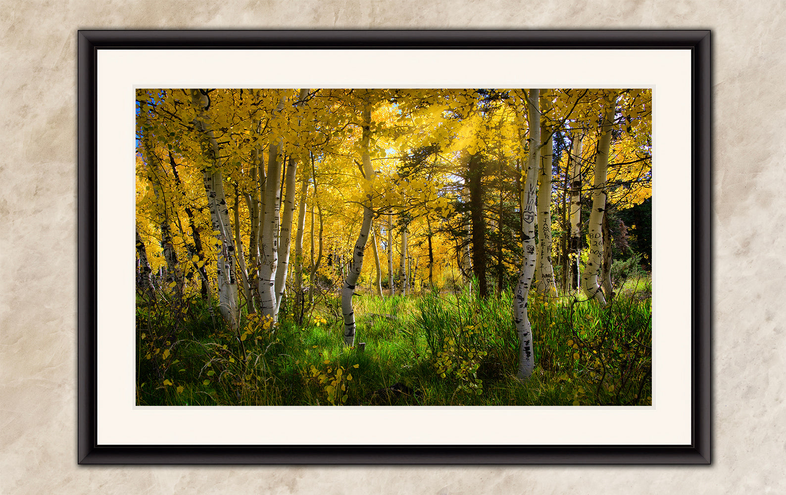 Aspen Tree Forest Picture Nature Photo, Forest Bathing Relaxation Artwork, Fall Colors Autumn for Meditation, Office and House Decor