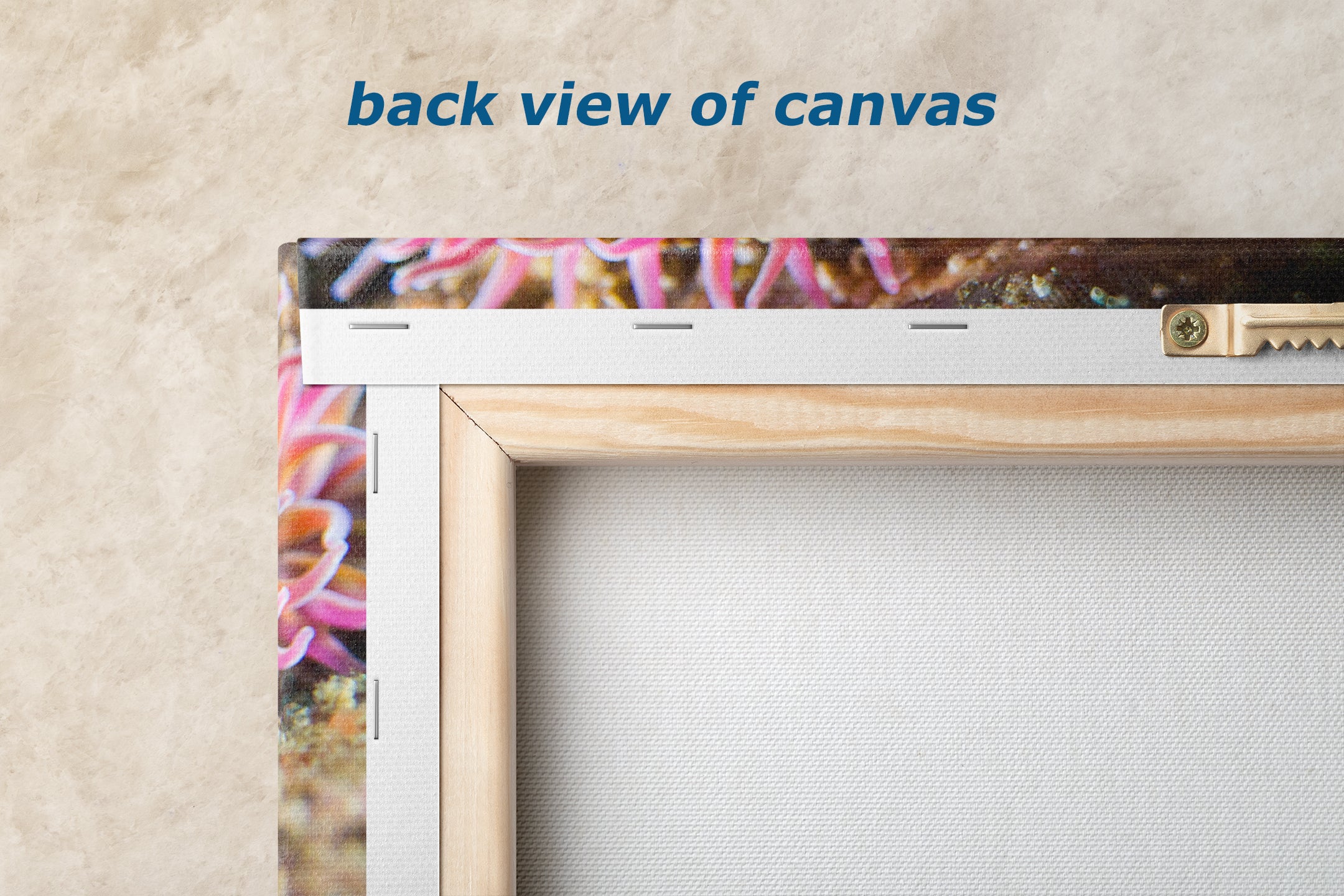 Sea Anemone Picture Ocean Life Underwater Scenery Nature Photo, Marine Biology Coral Reef Art, Vibrant Marine Wildlife Wall Decor