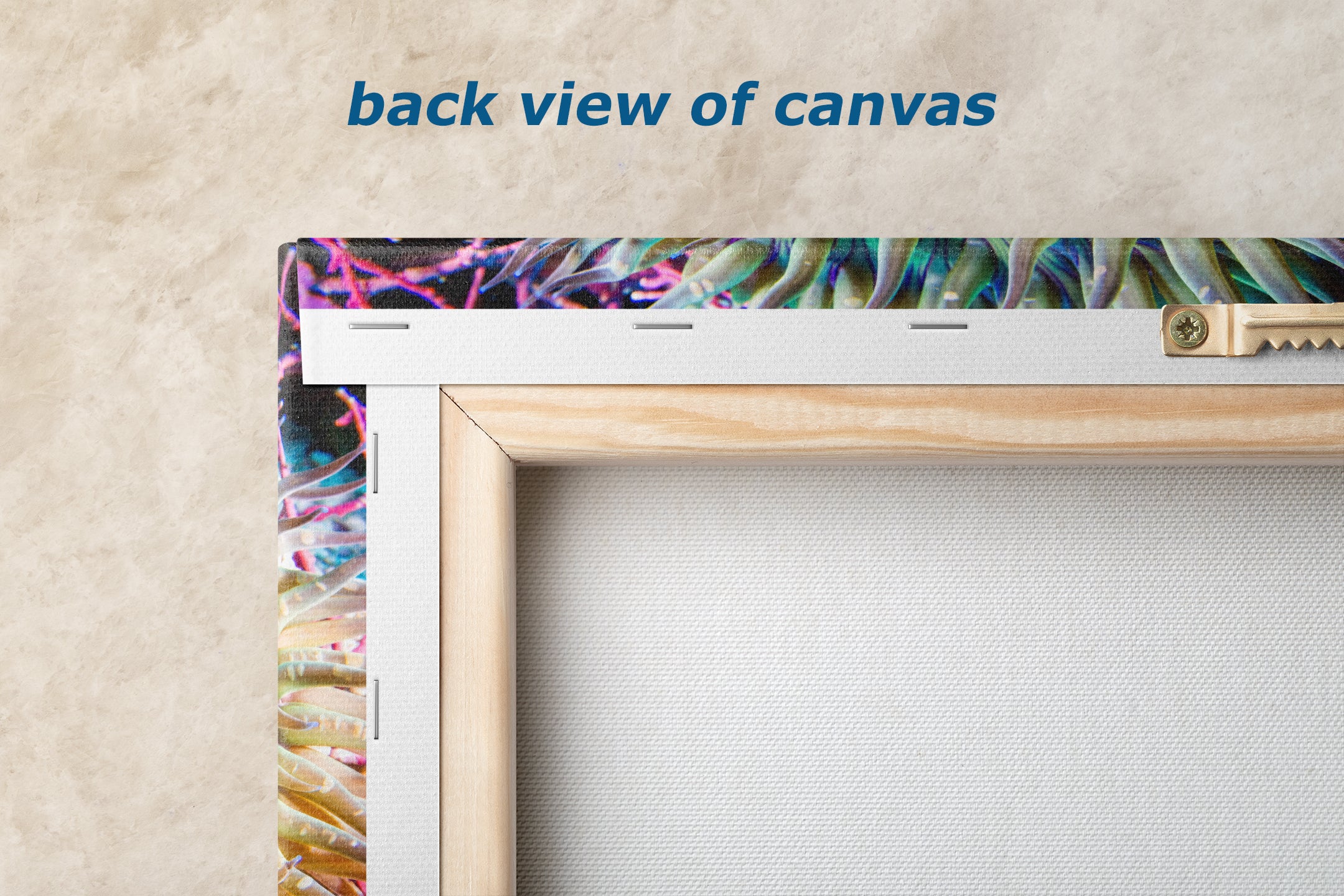 Sea Anemone Picture Ocean Life Underwater Scenery Nature Photo, Marine Biology Coral Reef Art