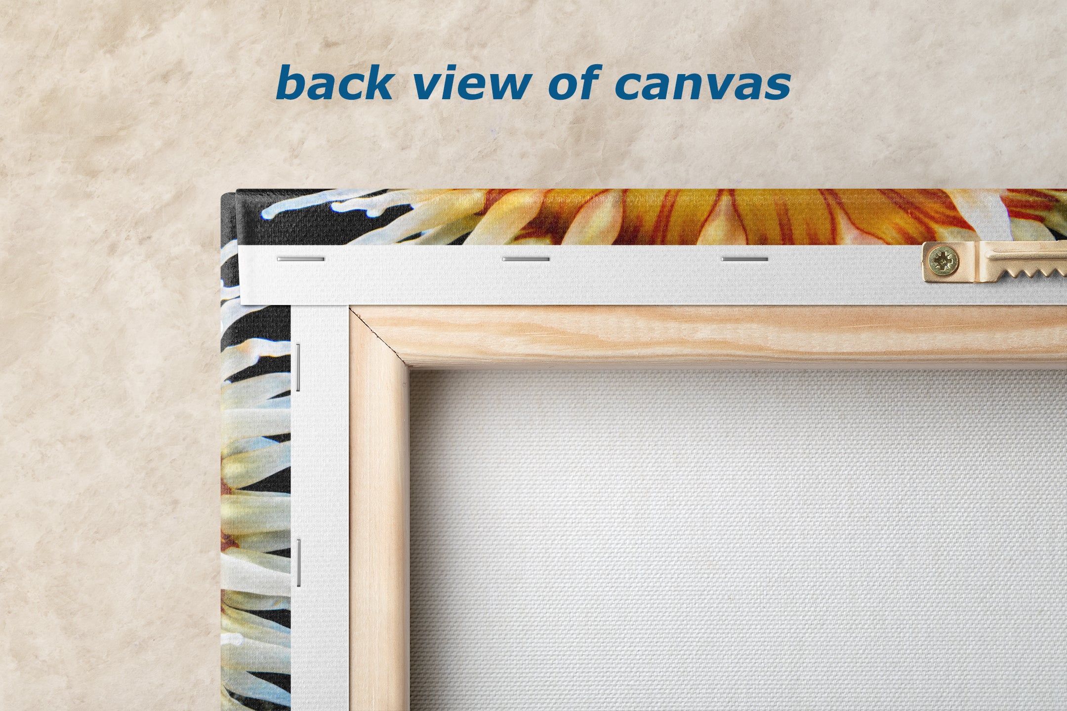 Sea Anemone Picture Ocean Life Underwater Scenery Nature Photo, Marine Biology Coral Reef Art