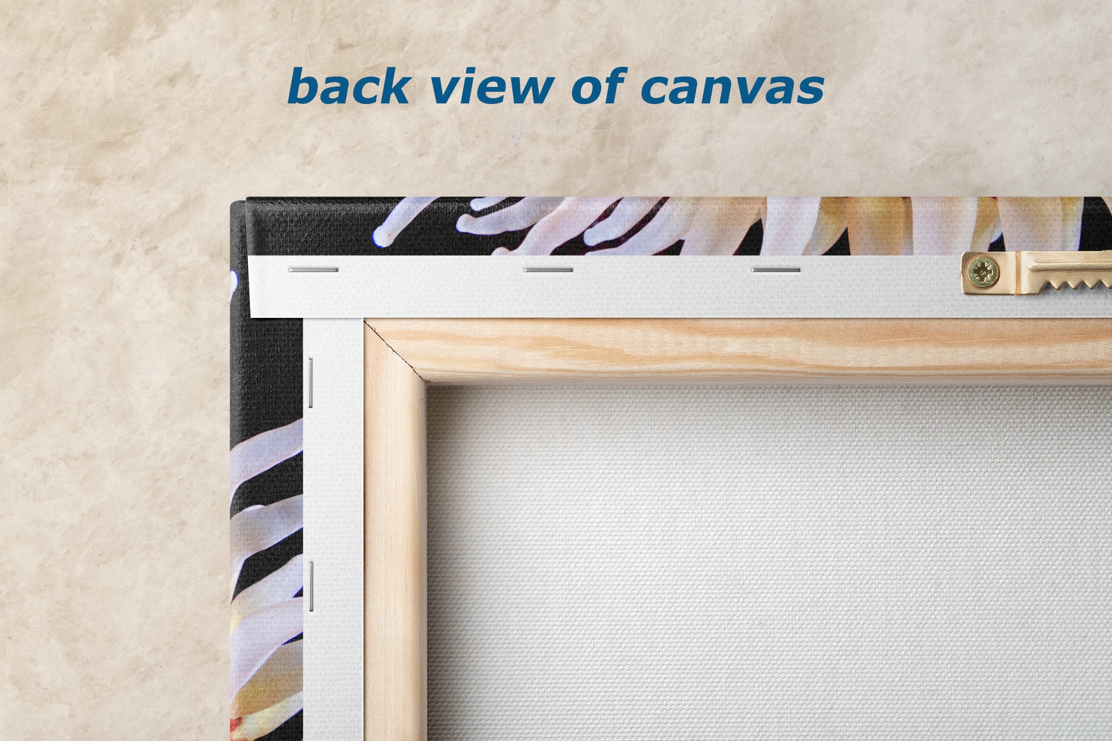 Sea Anemone Picture Ocean Life Underwater Scenery Nature Photo, Marine Biology Coral Reef Art