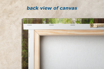 Redwood Tree Wall Art - Panoramic Forest Picture Nature Photo