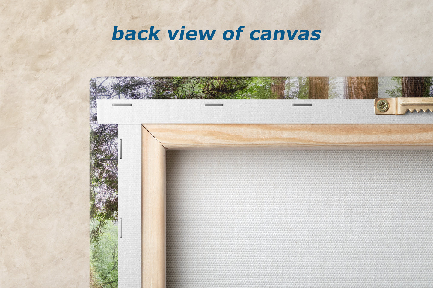 Redwood Trees Forest Picture Nature Photo, Forest Bathing in Muir Woods Wall Art for House Decor Gifts for Tree & Nature Lovers