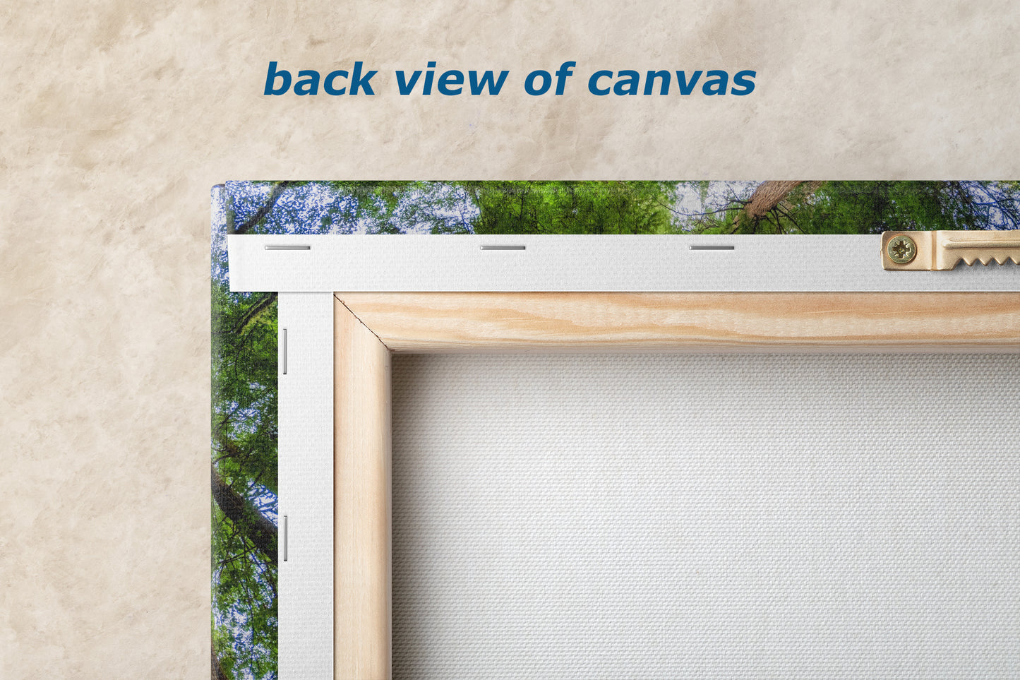 Redwood Trees Forest Picture Nature Photo | Forest Bathing Relaxation Decor for Meditation, House, and Office