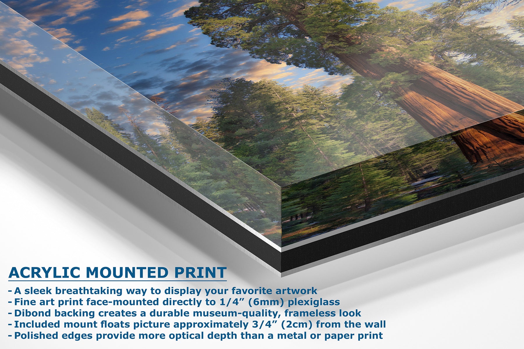 Acrylic mounted art print panel shown at an angle with a Giant Sequoia forest landscape artwork featuring blue sky, trees, and a large tree trunk. Text on the left describes the acrylic-mounted print features.