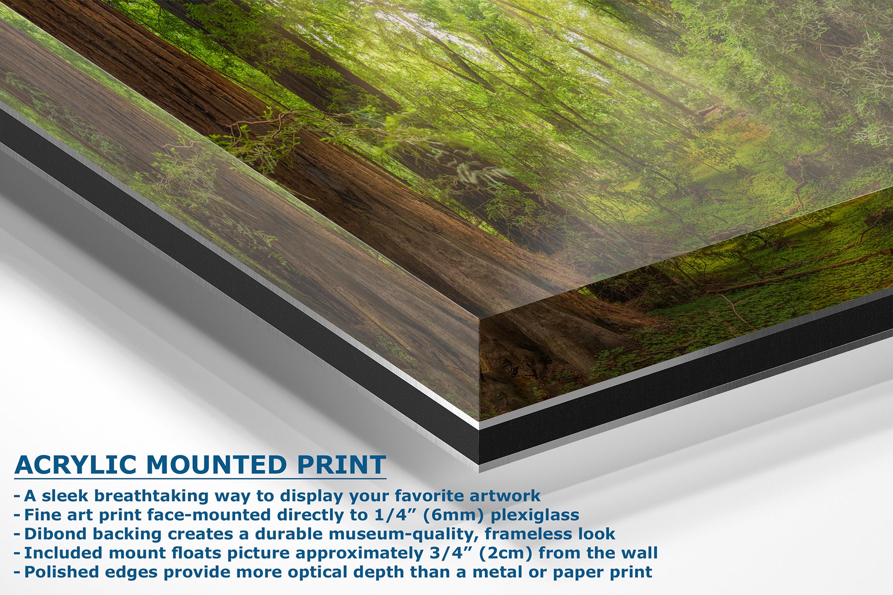 Acrylic-mounted art print showing a Redwood forest scene with green foliage and brown tree trunks, presented at an angle with descriptive text about mounting and frame options.