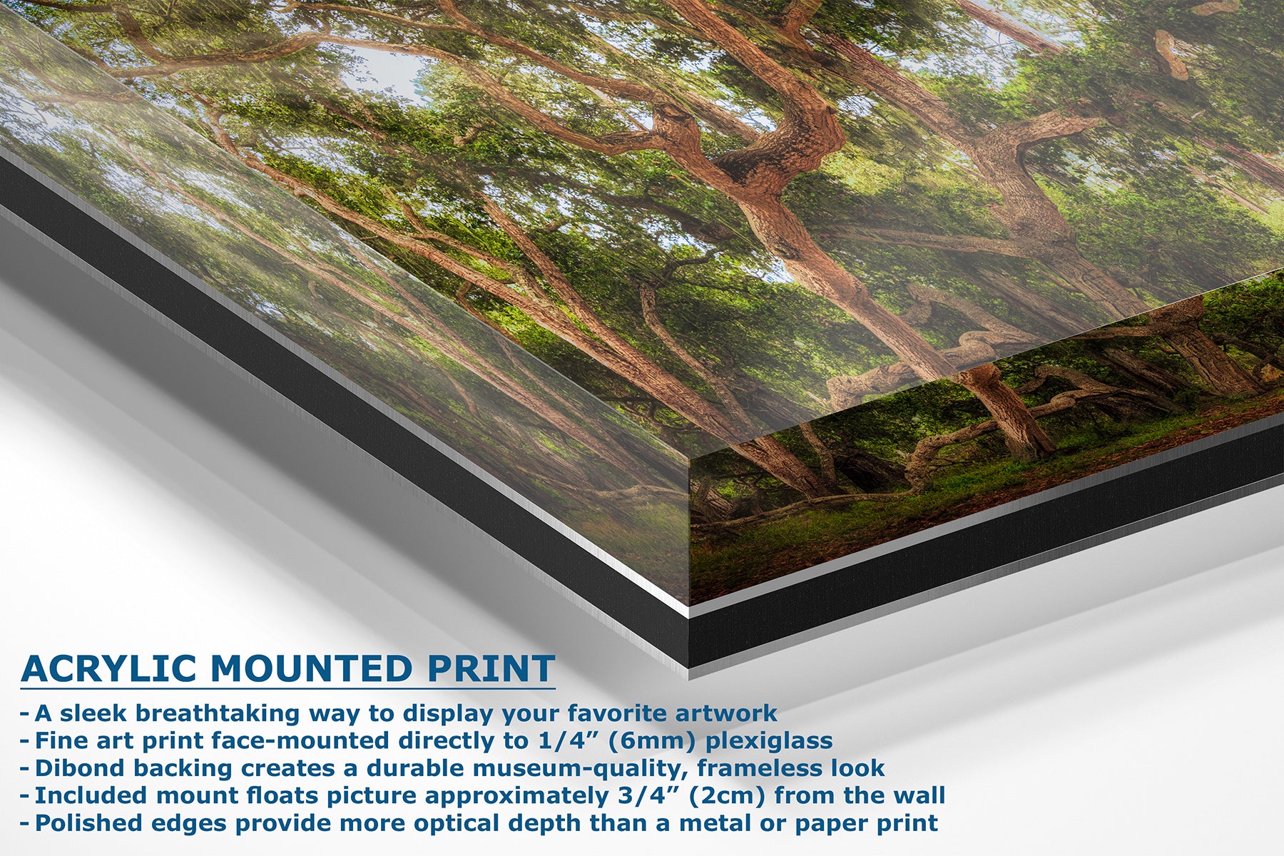 Acrylic mounted art print of a coast live oak forest scene with trees and sunlight, shown at an angle with product features and text overlay on a white background.