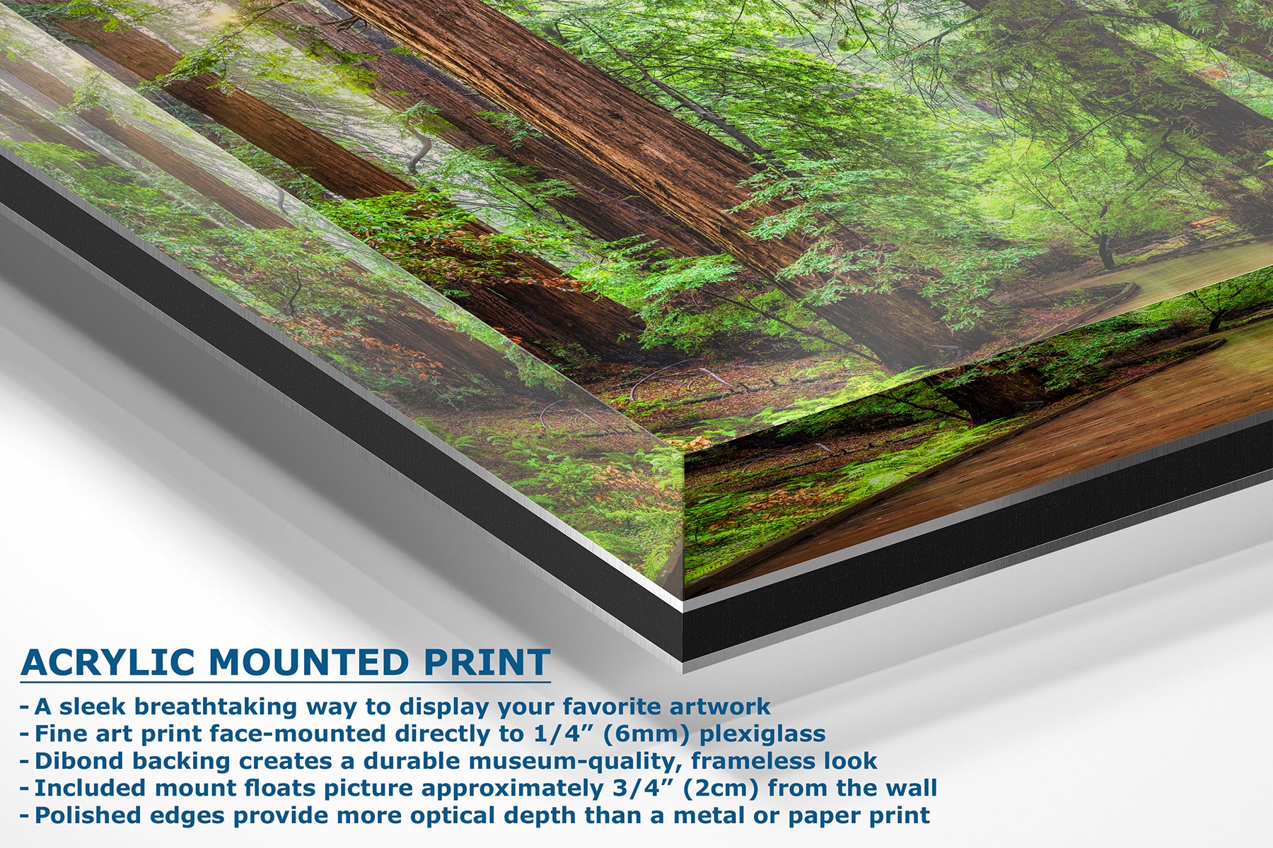 Acrylic-mounted art print of a Redwood forest scene with green moss and brown tree trunks, shown at an angle with product details and text on a white background.