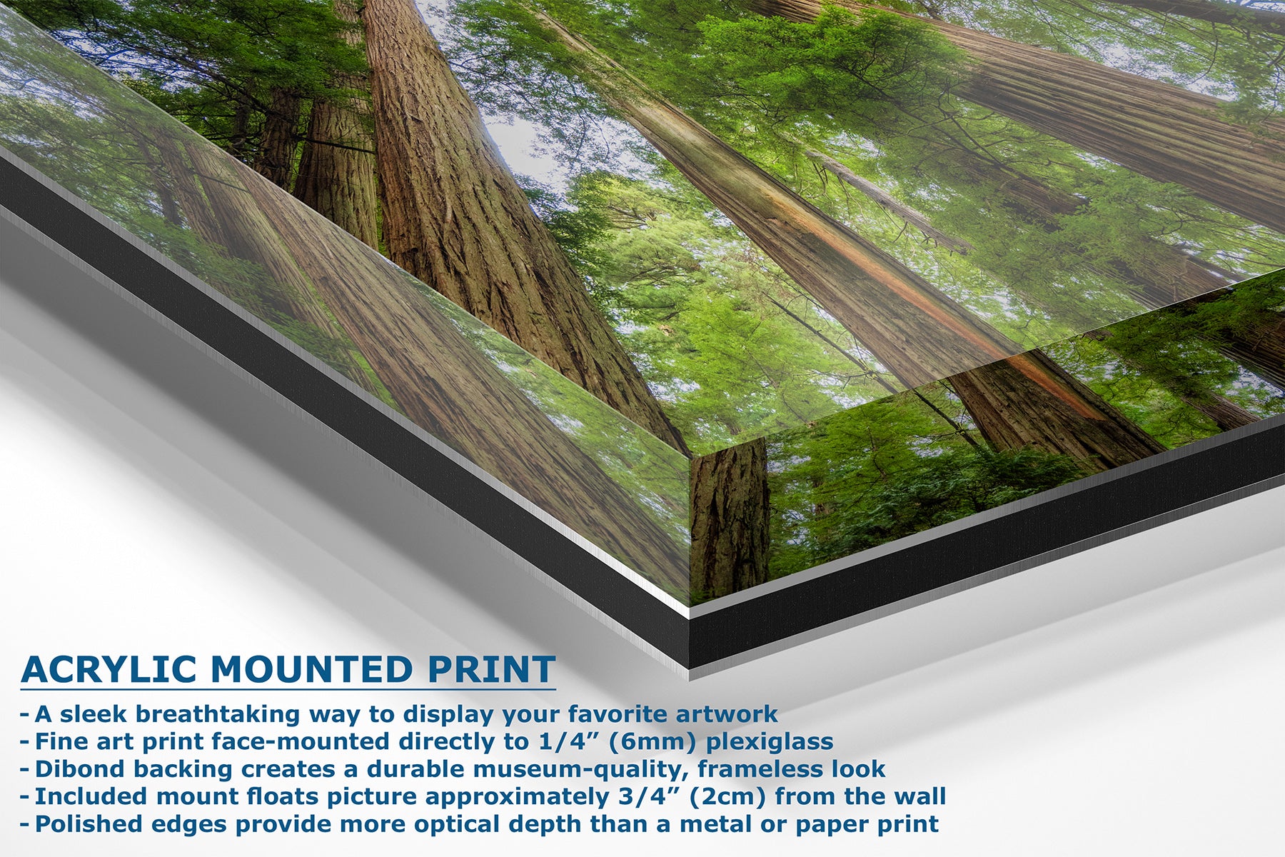 Acrylic mounted art print of giant redwood trees, shown at an angle with descriptive text highlighting its frame-mounting and edge polish.