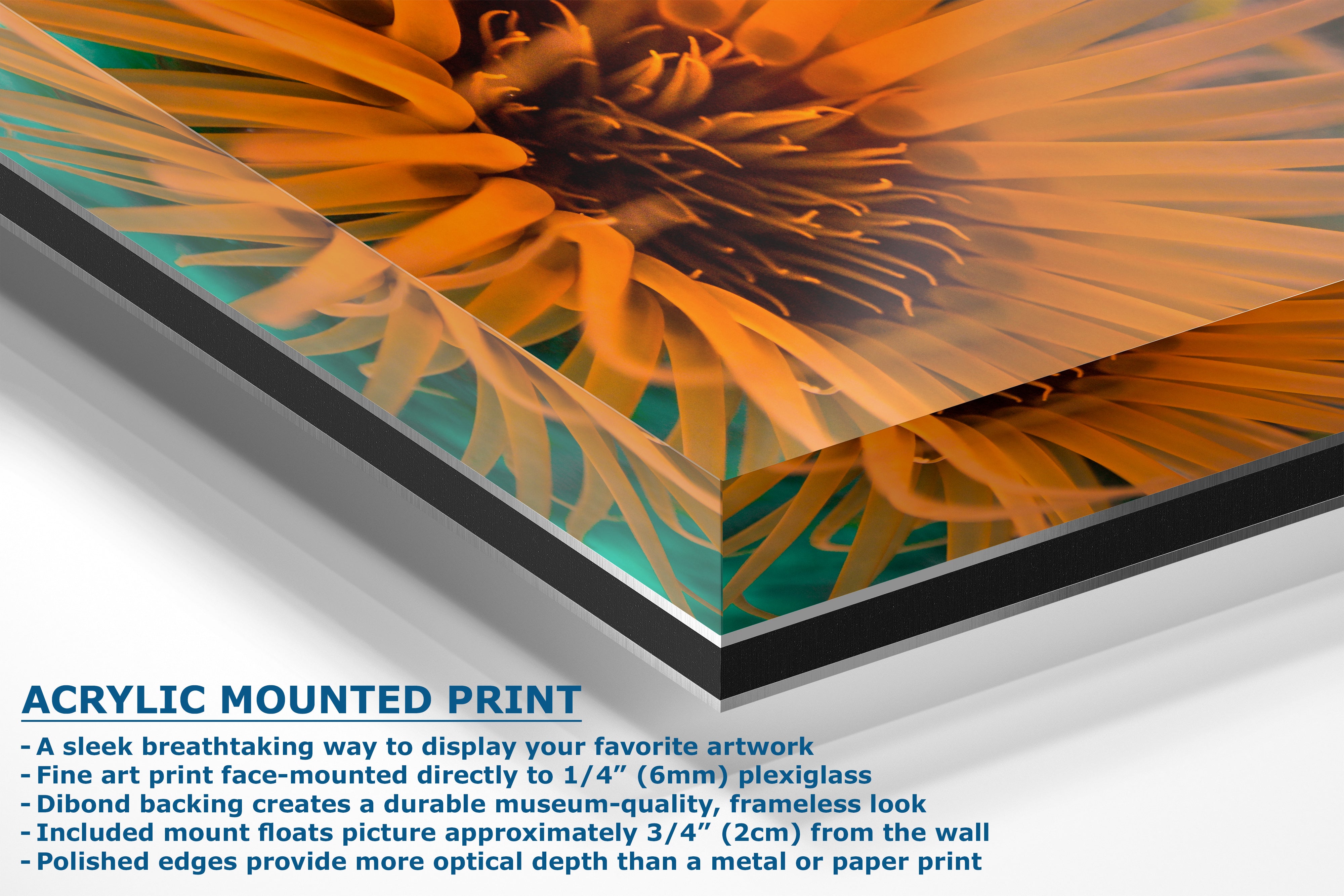 Sea Anemone Picture Ocean Life Underwater Scenery Nature Photo, Marine Biology Wall Art, Vibrant Coral Reef, Gift for Ocean Lover