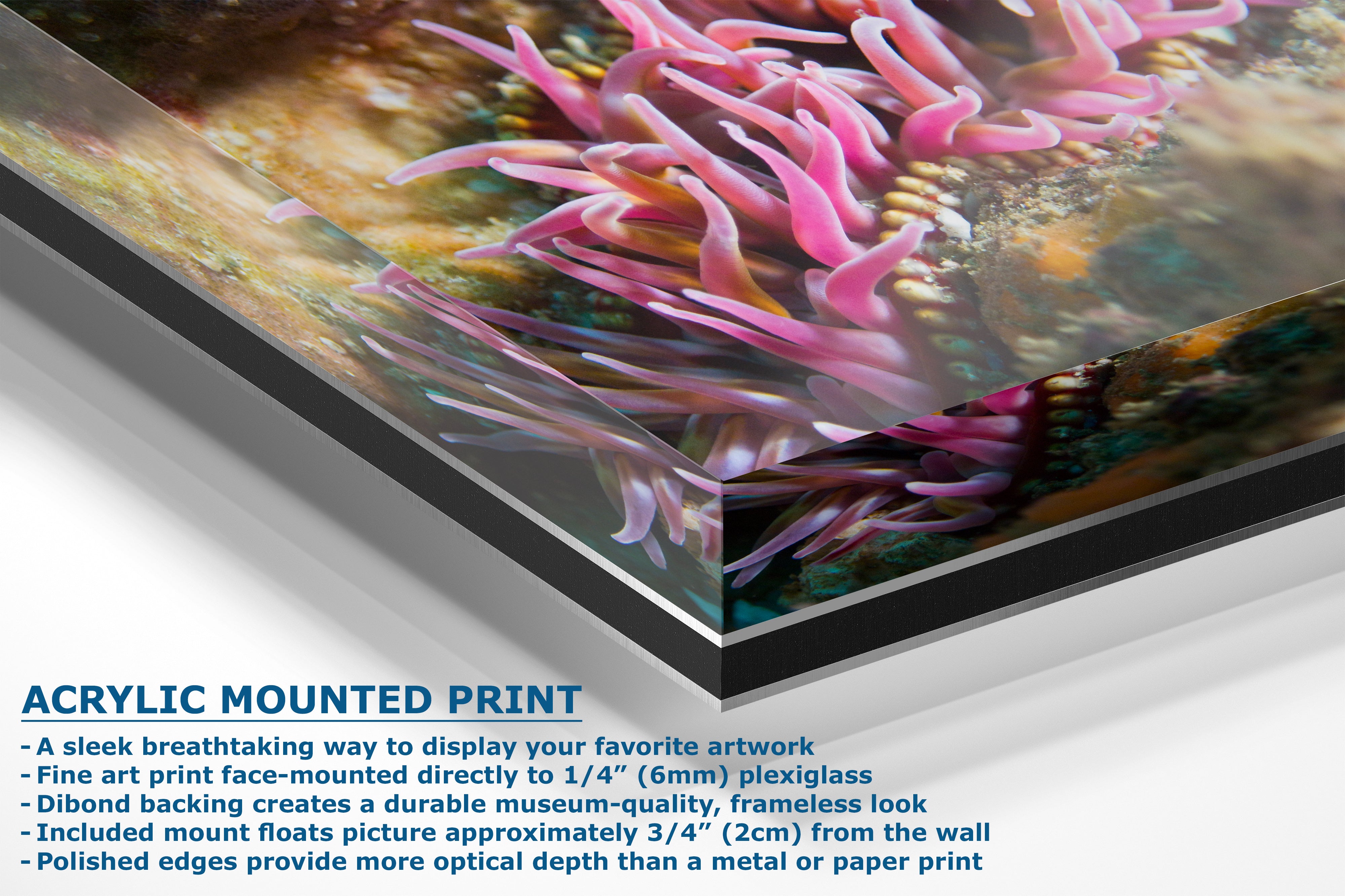 Sea Anemone Picture Ocean Life Underwater Scenery Nature Photo, Marine Biology Coral Reef Art, Vibrant Marine Wildlife Wall Decor