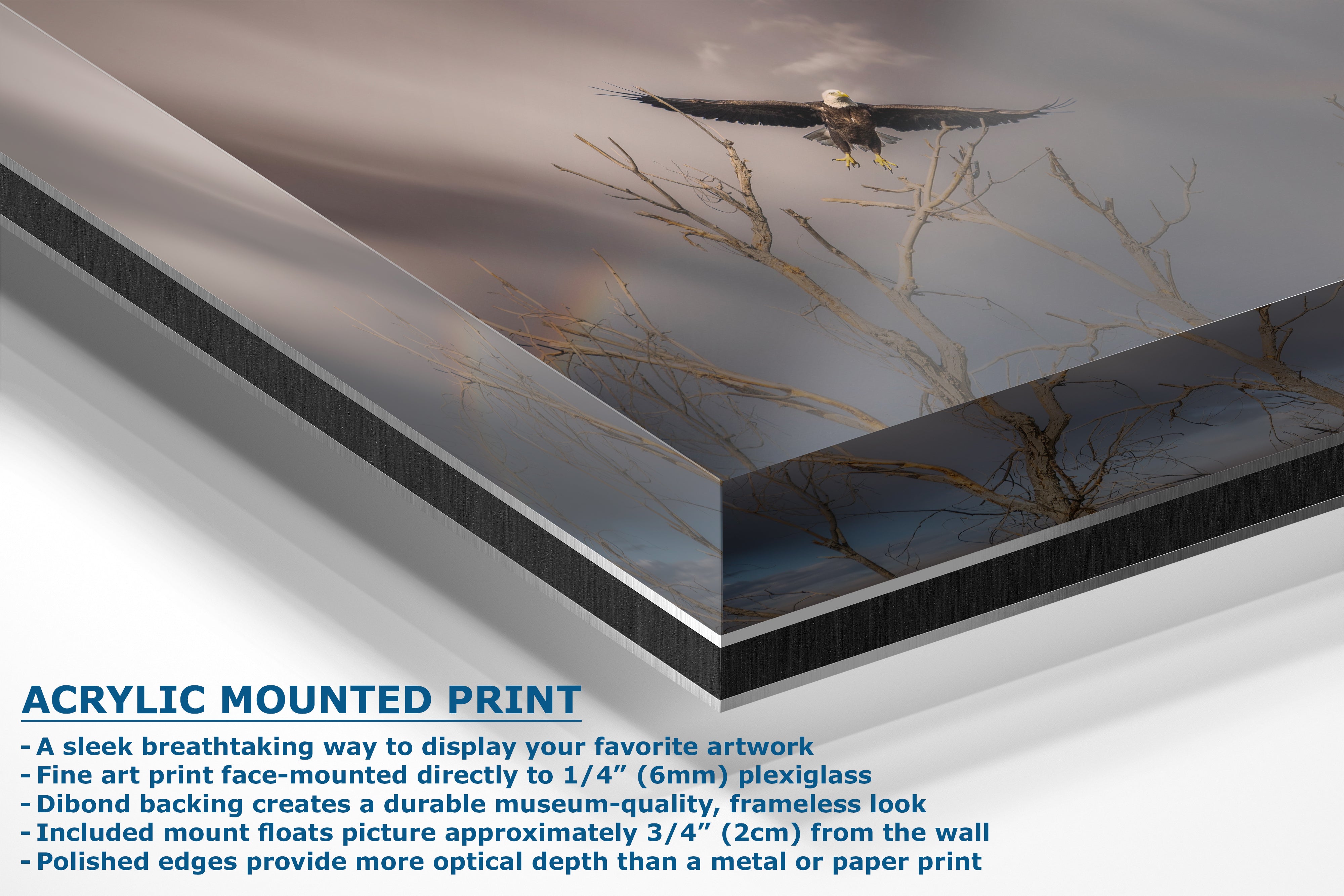 Soaring Bald Eagle Picture Wildlife Photography Wall Art, Nature Photo, Bird Photography, Rustic Cabin Decor, Office or Dorm Room Wall Decor