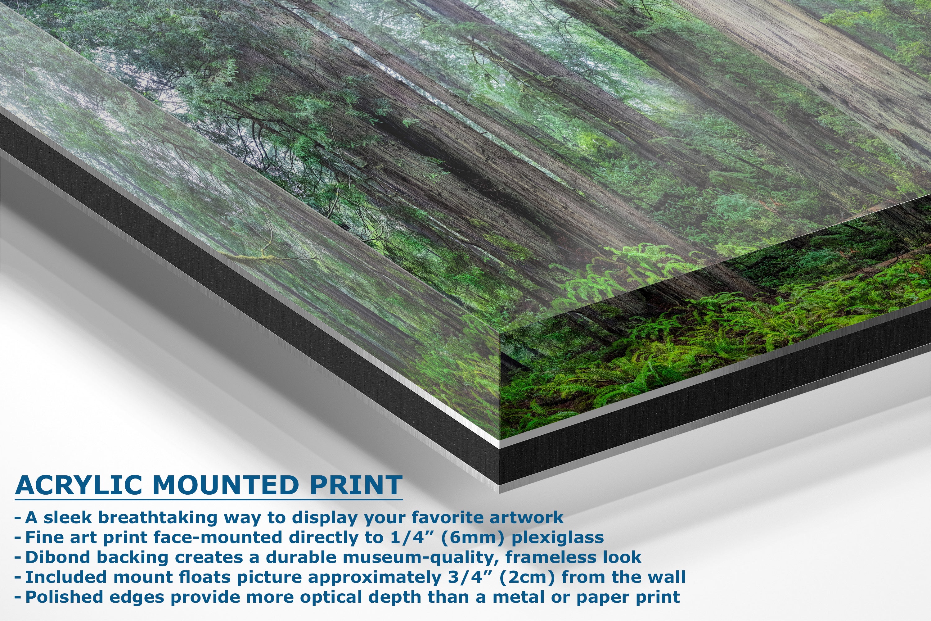 Redwood Trees Forest Picture Nature Photo, Forest Bathing in Misty California Redwoods Wall Art, for Relaxation in the Home and Office