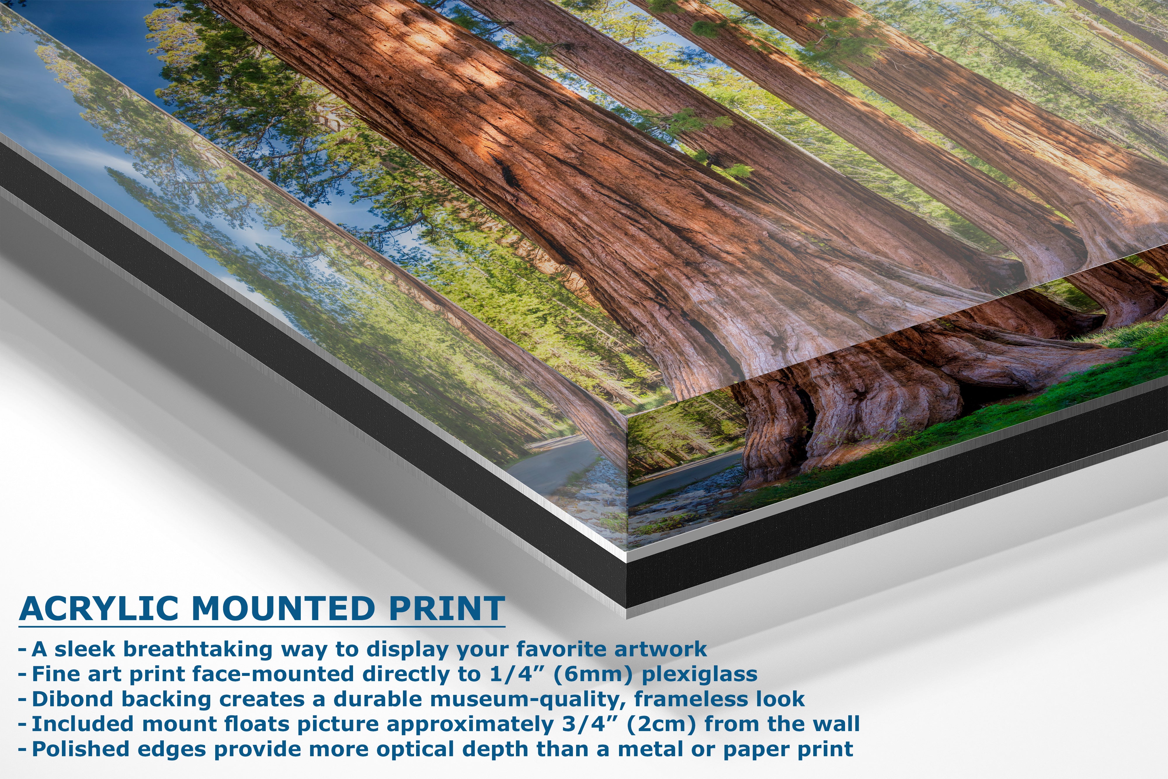 Giant Sequoia Tree Forest Picture Nature Photo, Redwood Trees Forest Bathing for Relaxation and Meditation in Living Room and Office