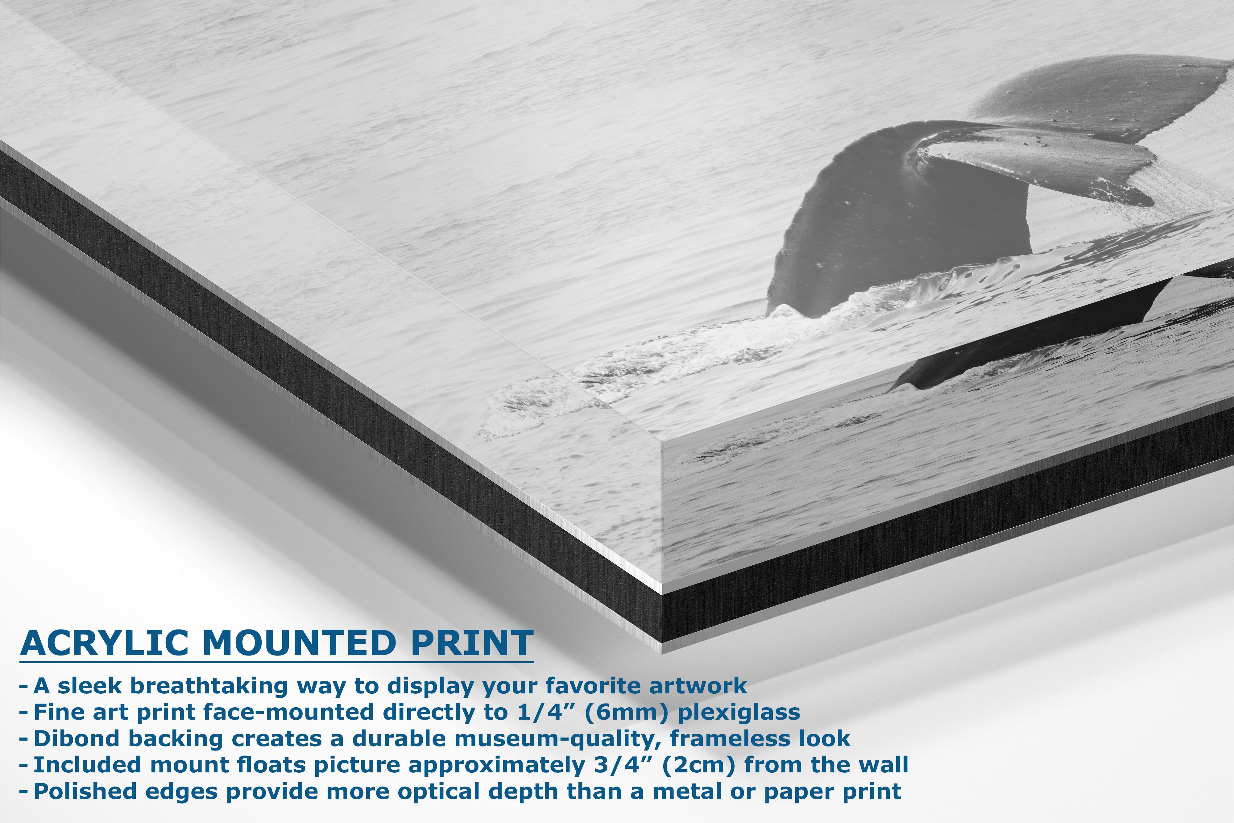 Humpback Whale Marine Mammal Wildlife Photography, Black and White, Monterey Bay Ocean Scene Art Print for Nature Lovers and Marine Conservation Decor