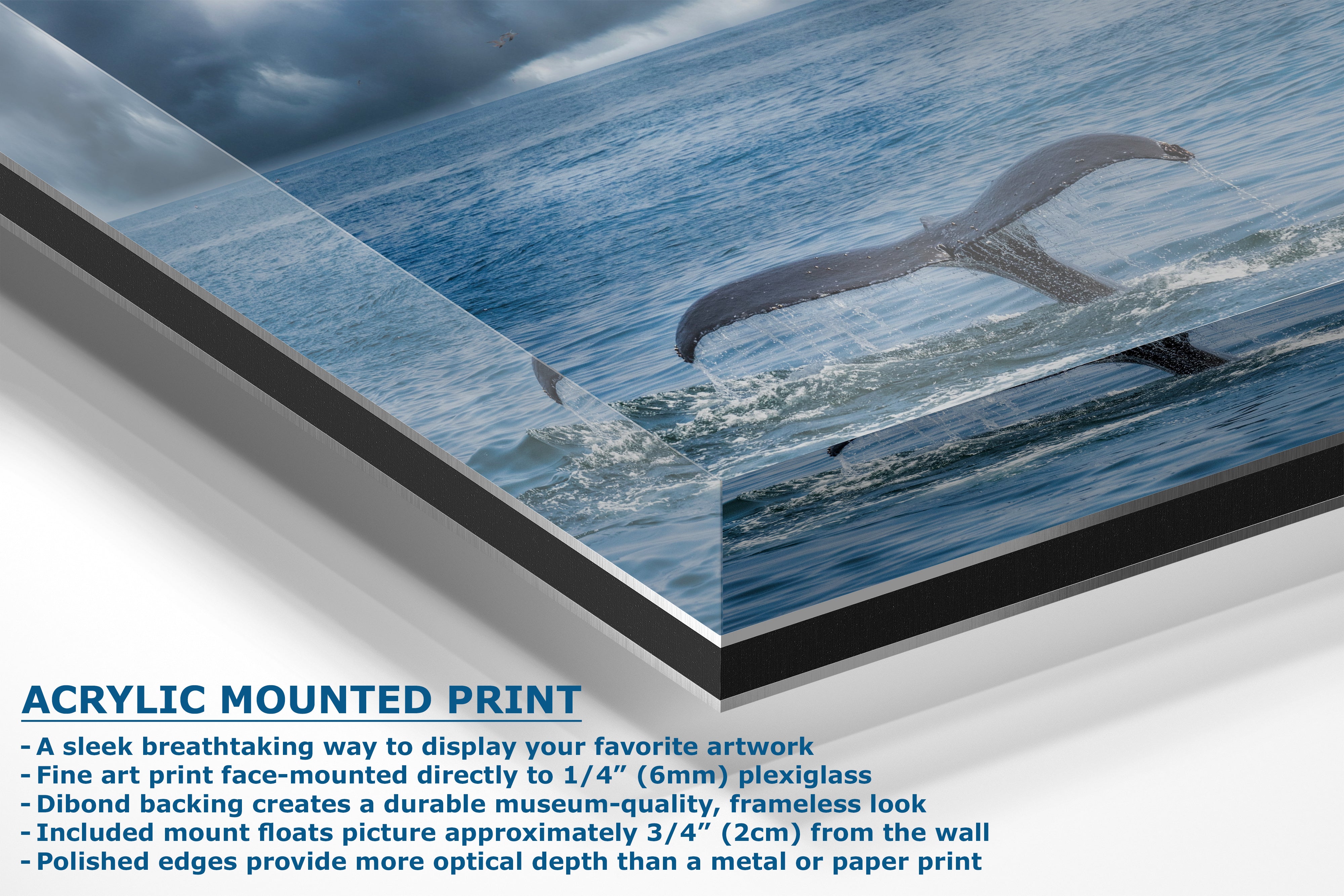 Wildlife Photography Ocean Picture Limited Edition Print Humpback Whale Fluke