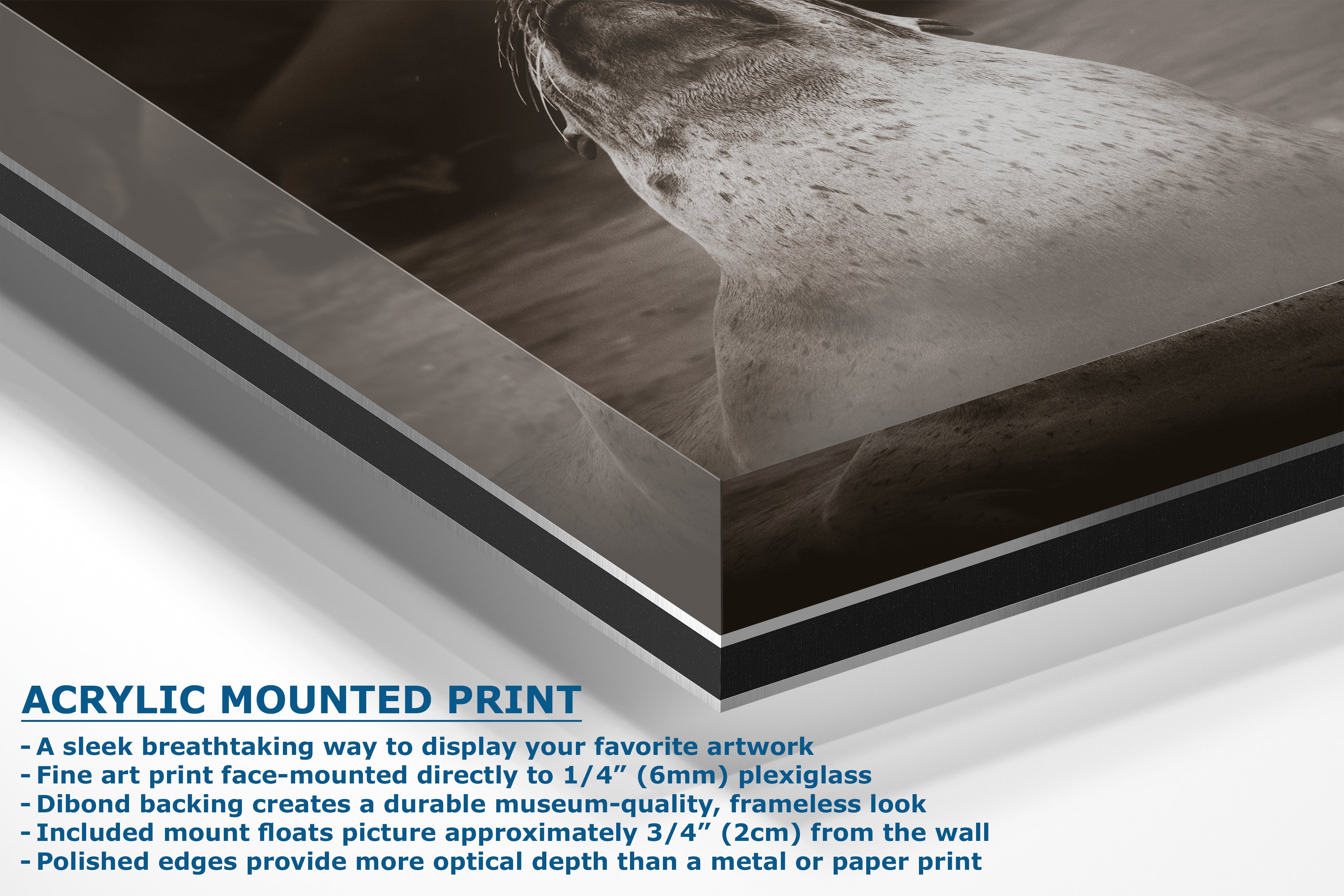 California Sea Lion Marine Mammal Wildlife Photography, Ocean Animals, Coastal House Decor, Nature Lover Gift, Marine Biology Artwork