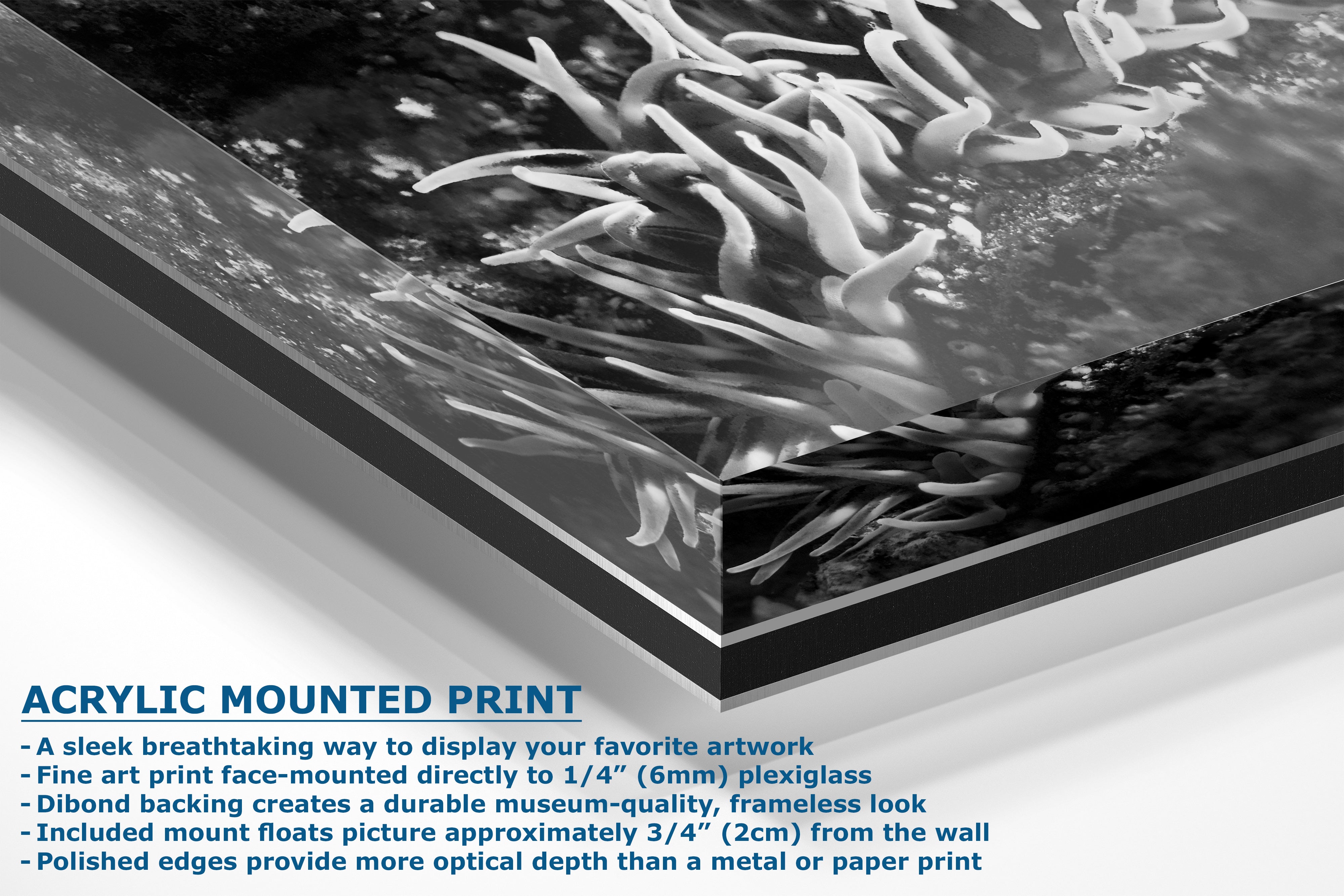 Sea Anemone Picture Ocean Life Underwater Scenery Nature Photo, Marine Biology Decor, Black and White Coral Reef Art for Marine Enthusiasts