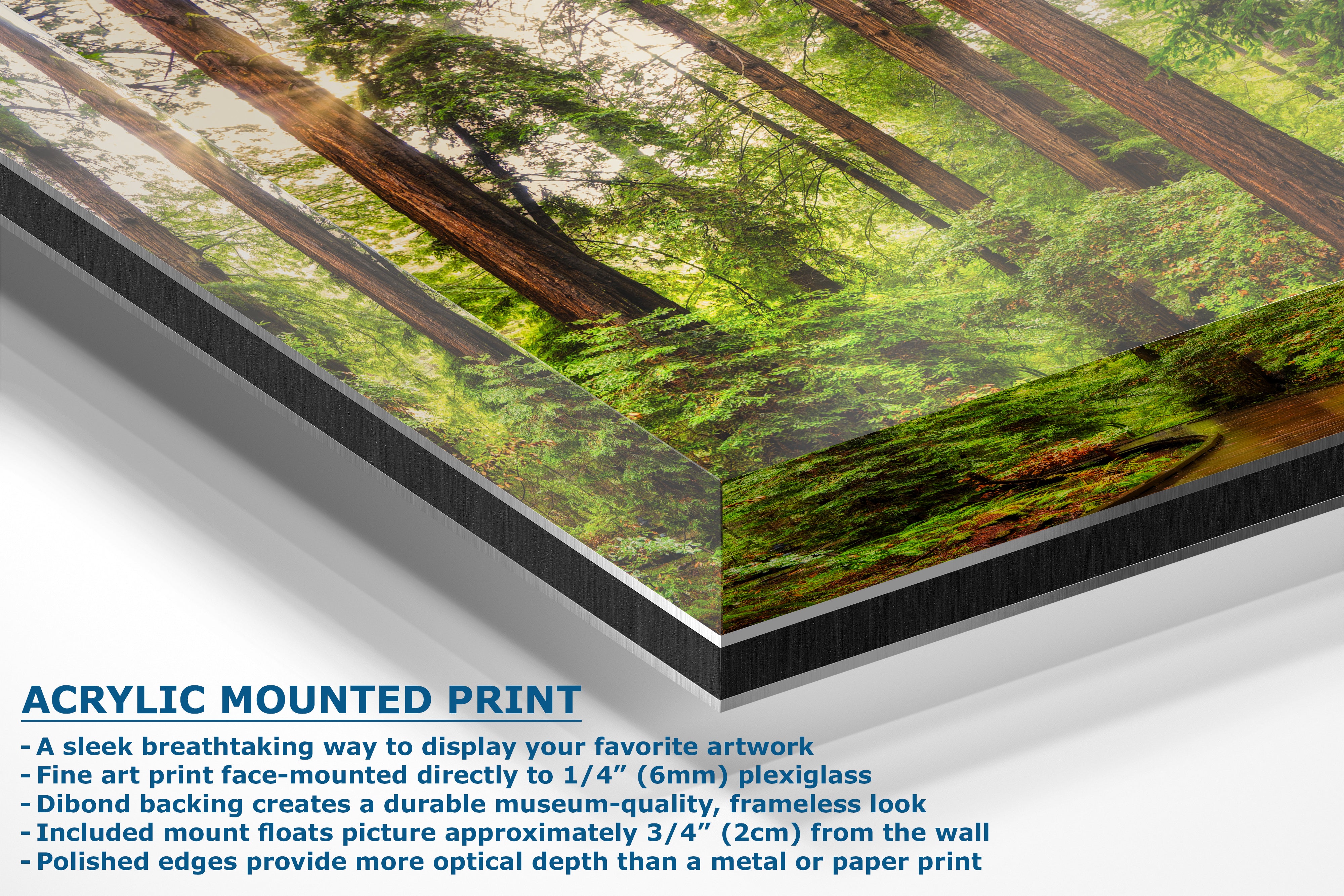 Redwood Trees Forest Picture Nature Photo, Forest Bathing House Decor