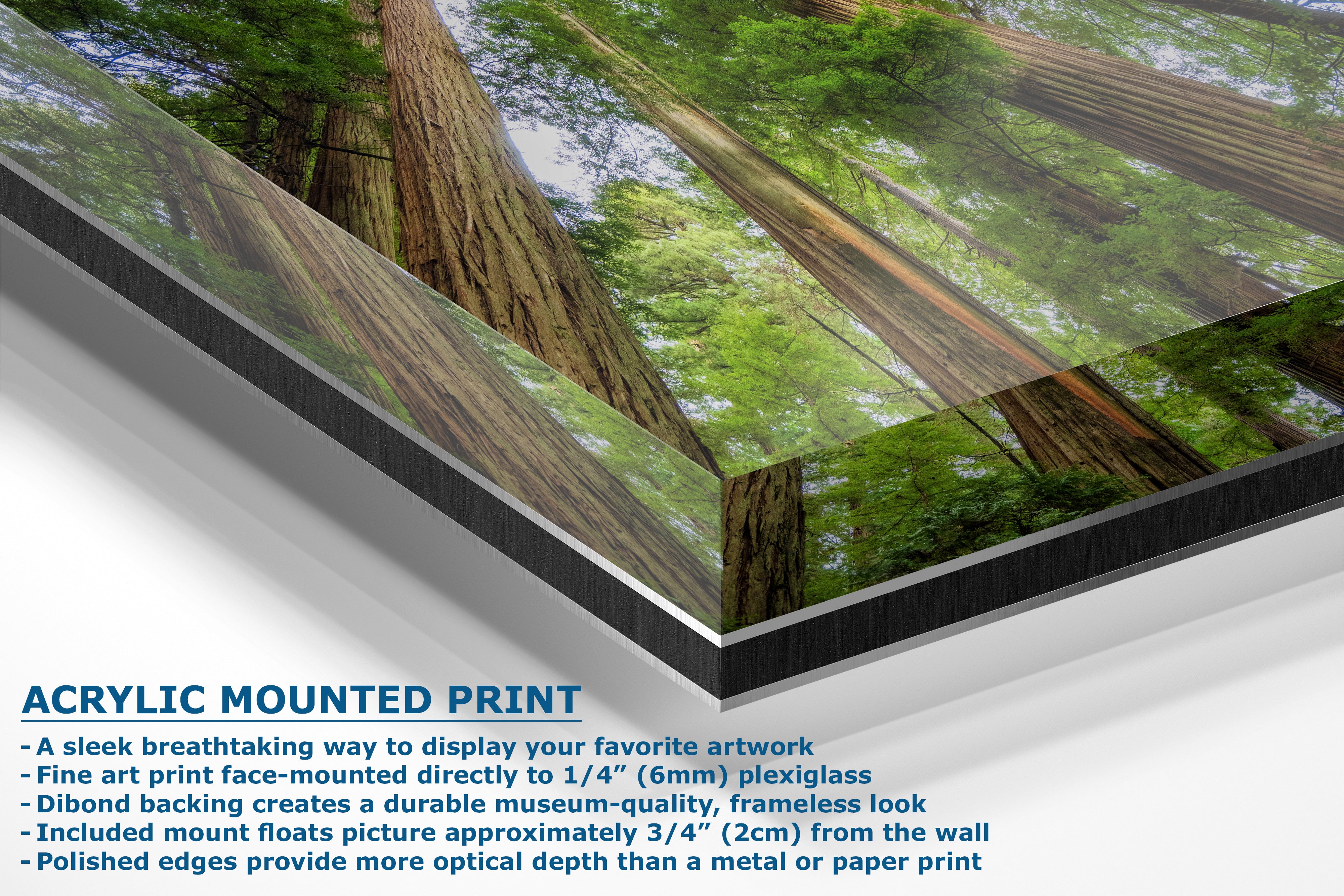 Redwood Trees Forest Picture Nature Photo