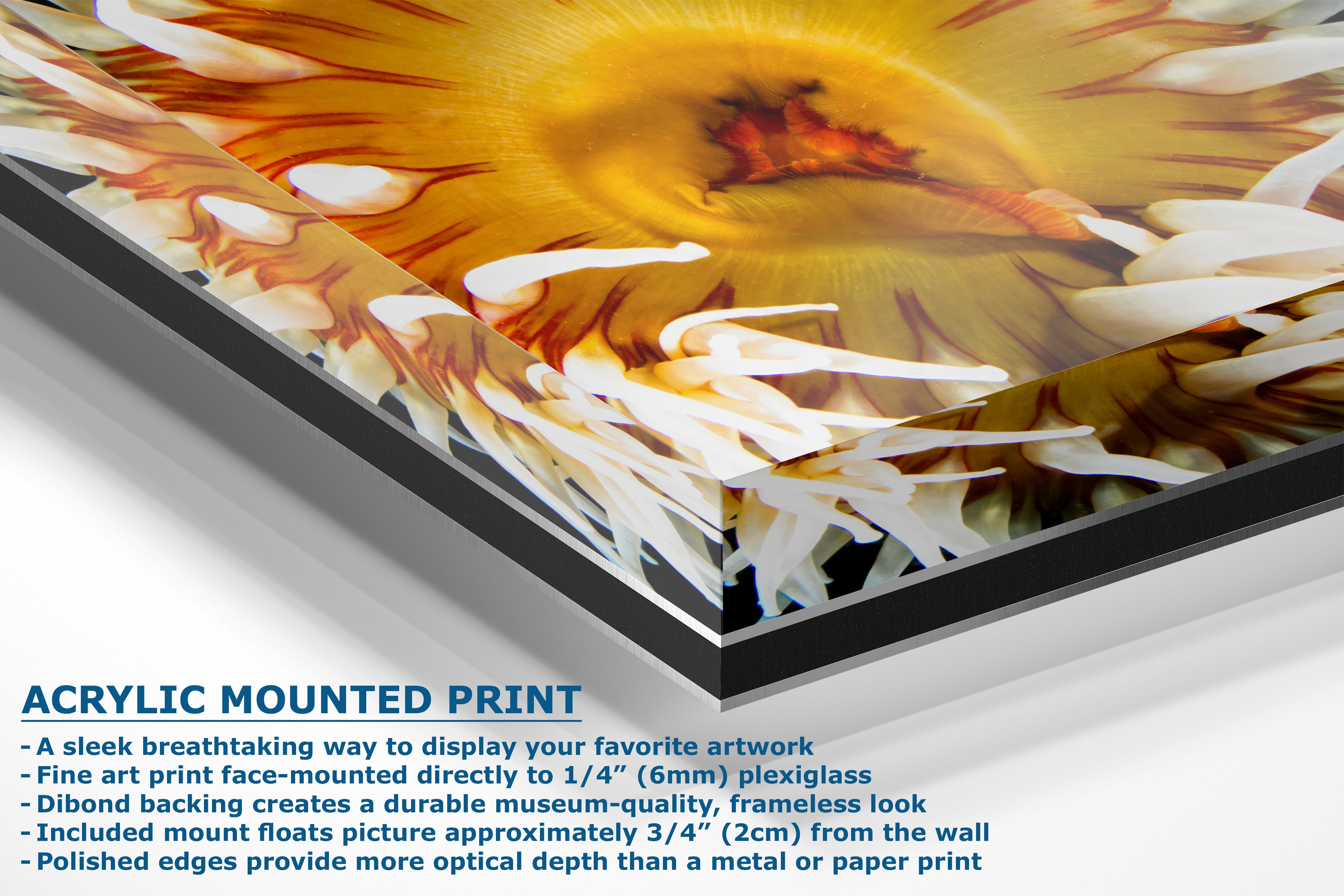 Sea Anemone Picture Ocean Life Underwater Scenery Nature Photo, Marine Biology Coral Reef Art