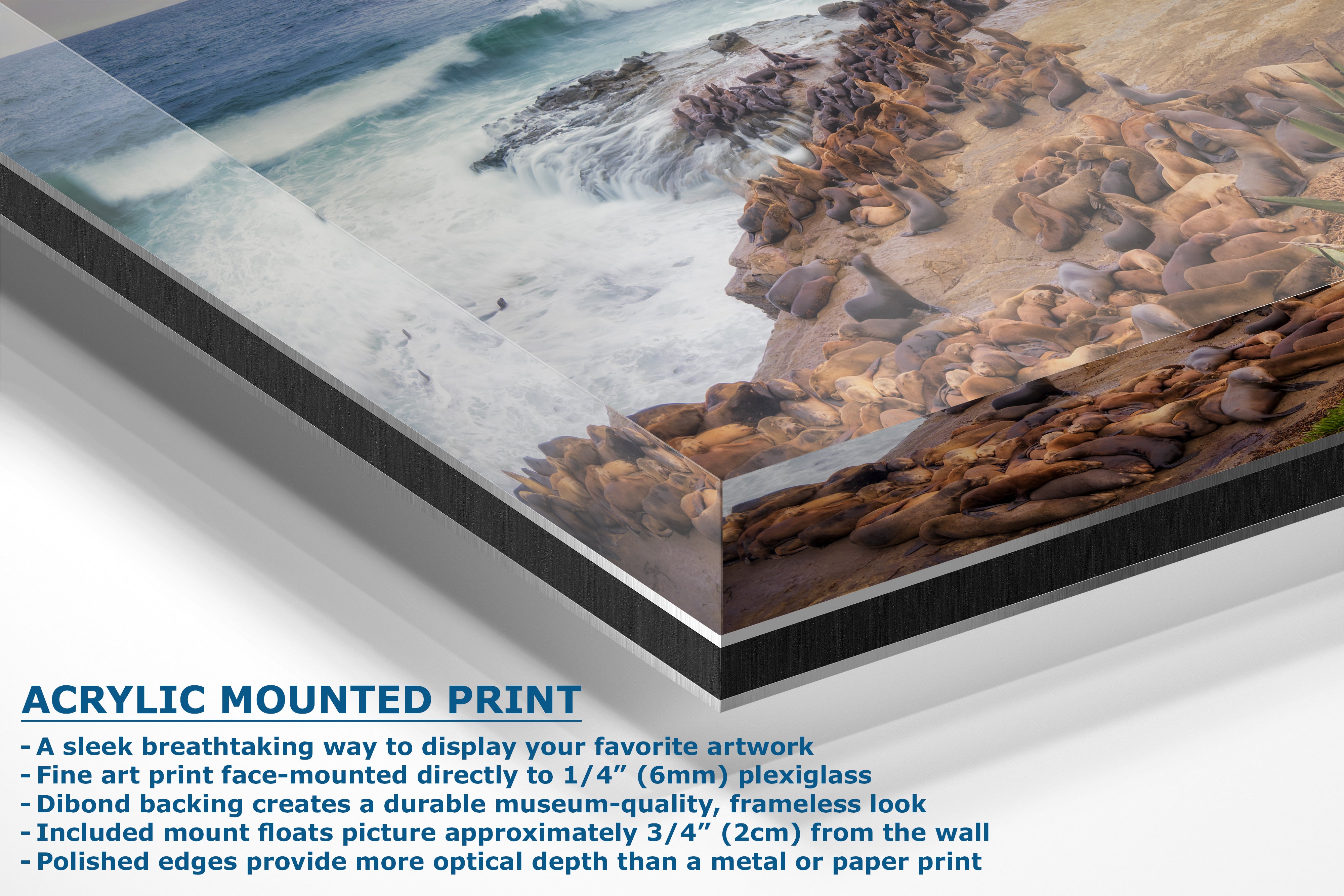 California Sea Lion Marine Mammal Wildlife Photography | Calming Nature Ocean Picture, Relaxation Artwork, La Jolla Coast, Nature Photo