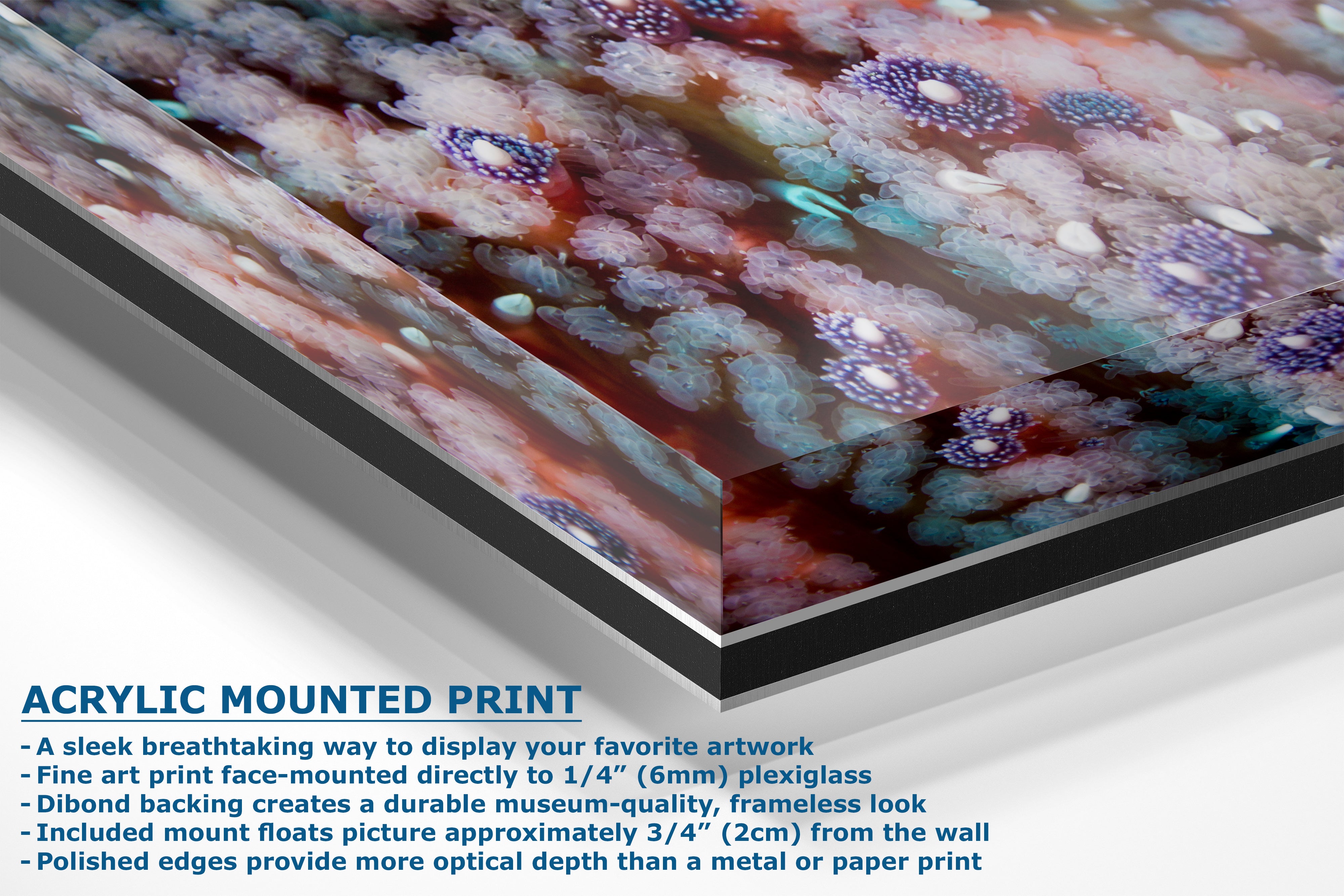 Ocean Life Starfish Photo, Marine Biology Underwater Scenery, Vibrant Coral Reef, Nature Photography for Office Decor, Relaxation Artwork