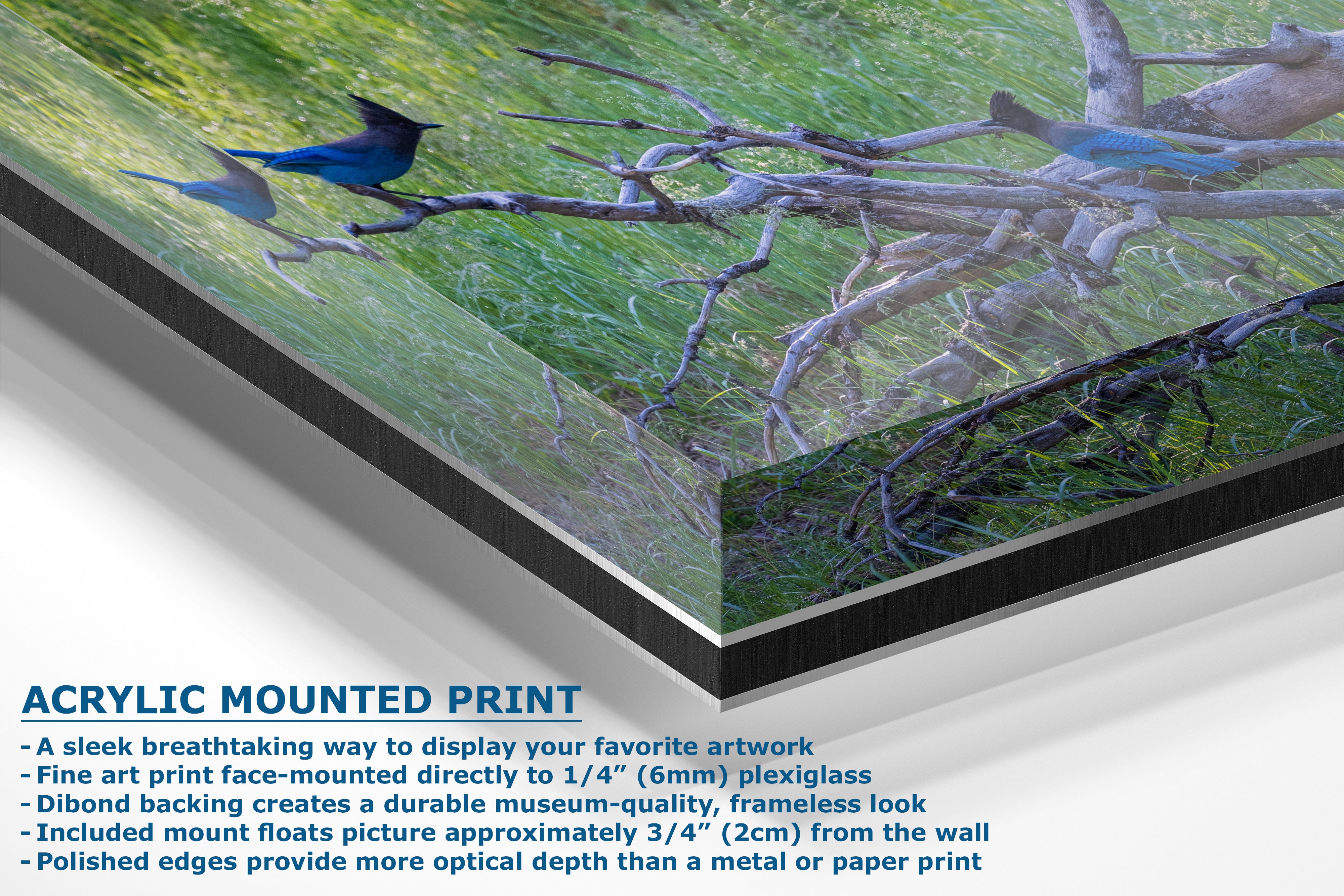 Steller Jay Wildlife Photography Print, Bird Wall Art, Nature Photography, Blue Bird Picture, Relaxing Dorm Room or Office Wall Art