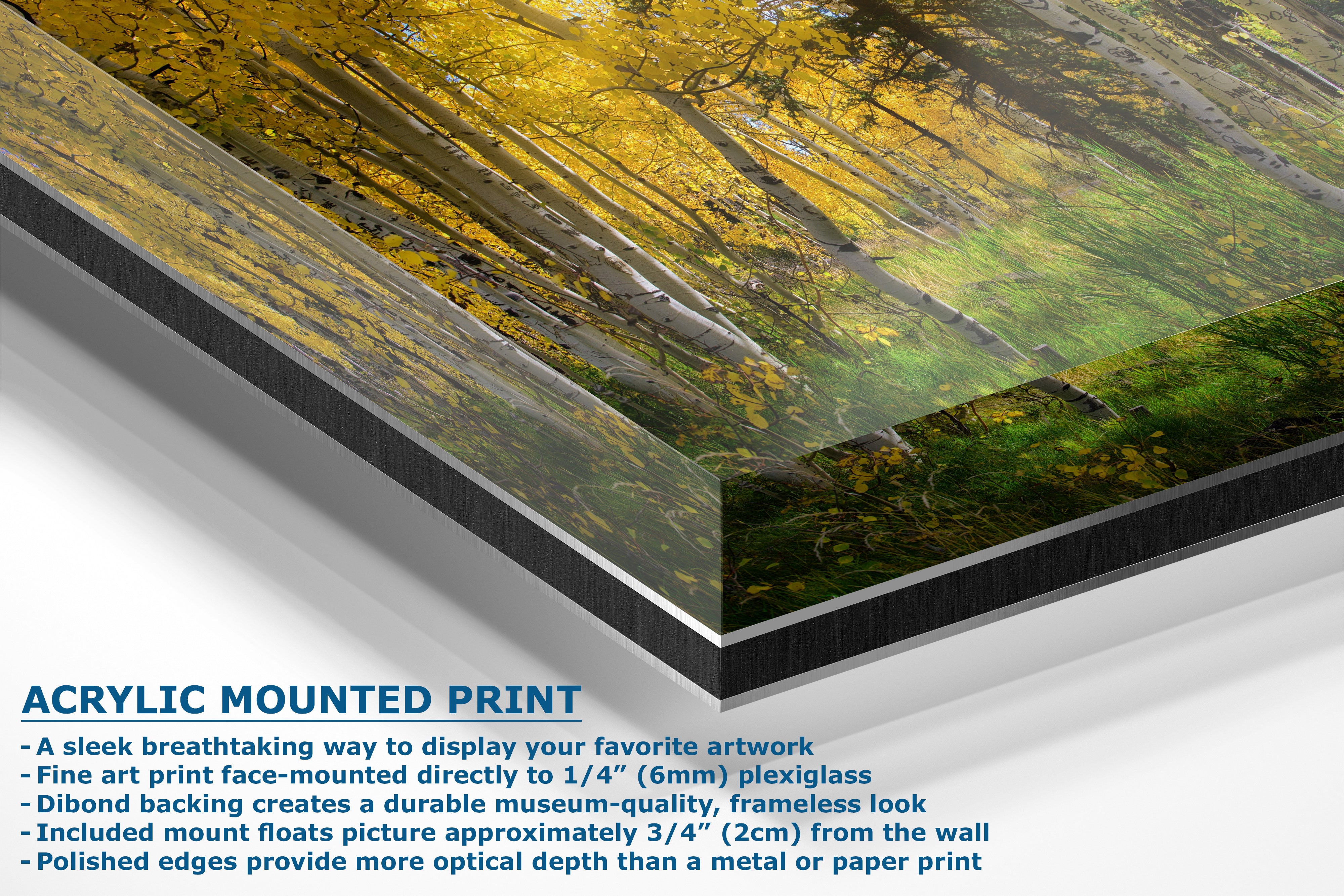 Aspen Tree Forest Picture Nature Photo, Forest Bathing Relaxation Artwork, Fall Colors Autumn for Meditation, Office and House Decor