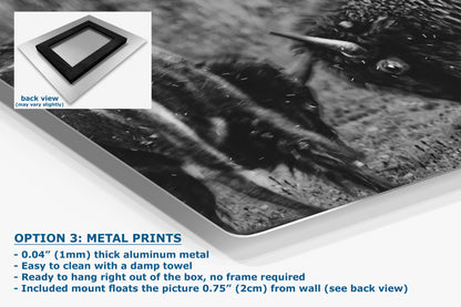 Buffalo Artwork Wildlife Photography, Black and White Bison Wall Decor, Rustic Cabin Animal Print, Nature Wall Art for Home or Office