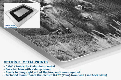 Grazing Buffalo Artwork Wildlife Photography, Black and White Bison Wall Decor, Rustic Cabin Animal Print, Nature Wall Art for Home or Office