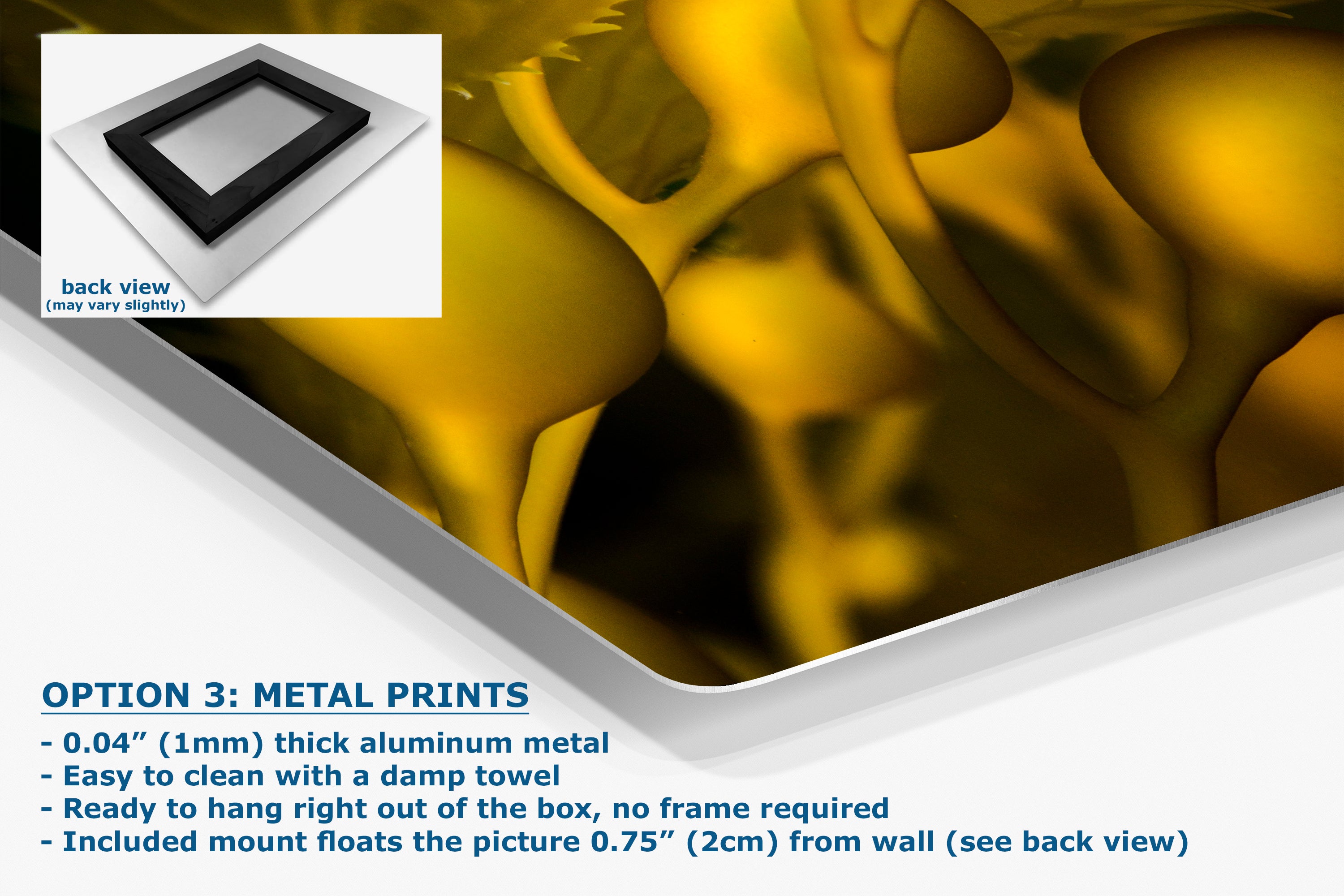 Kelp Forest Seaweed Pictures Underwater Scenery, Ocean Life Marine Biology Nature Photo Relaxation Artwork Decor for Office Dorm Room Decor