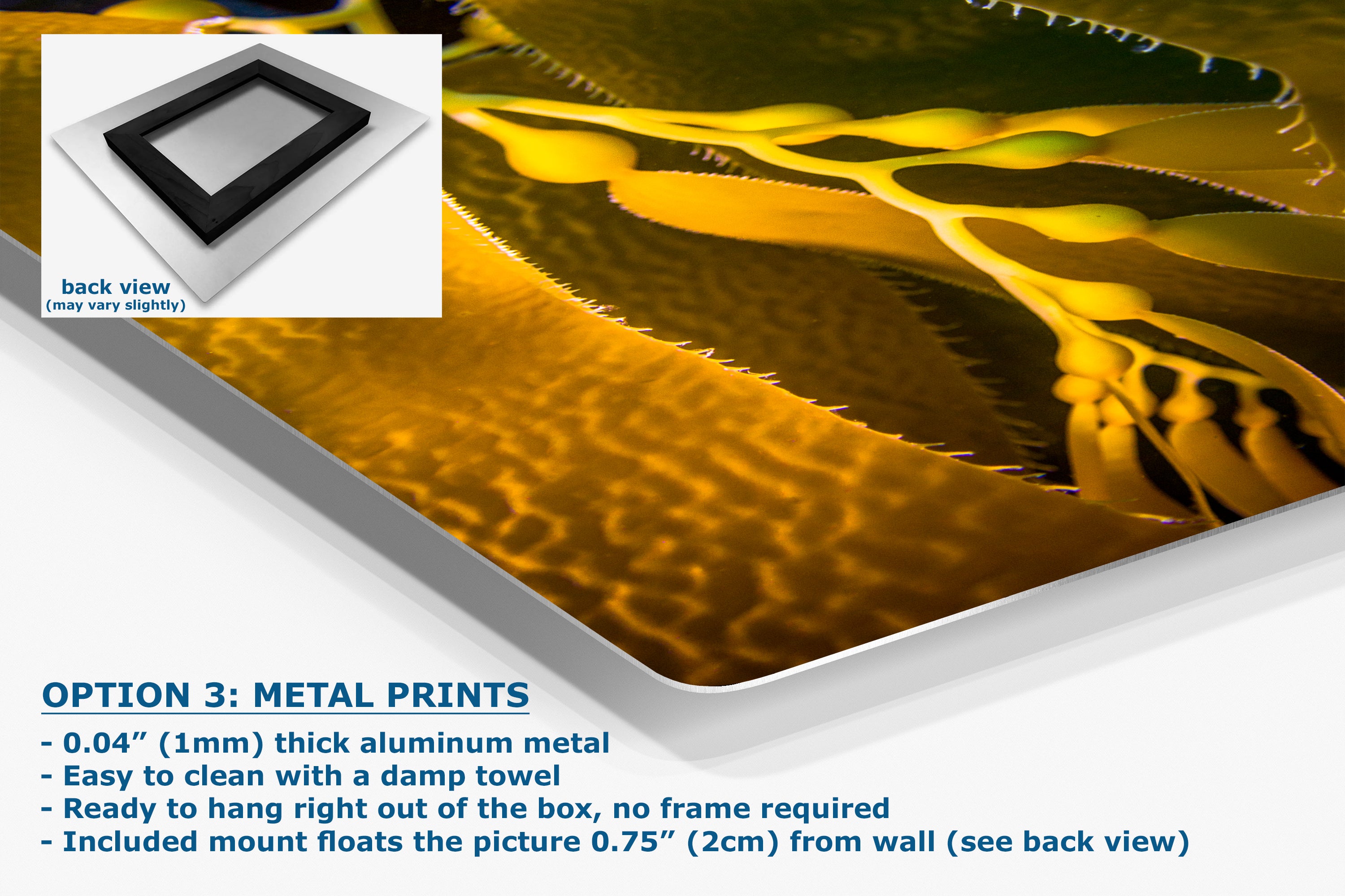 Kelp Forest Seaweed Pictures Underwater Scenery, Ocean Life Marine Life Decor, Nature Photo, Under the Sea Wall Art, Marine Biology Gift