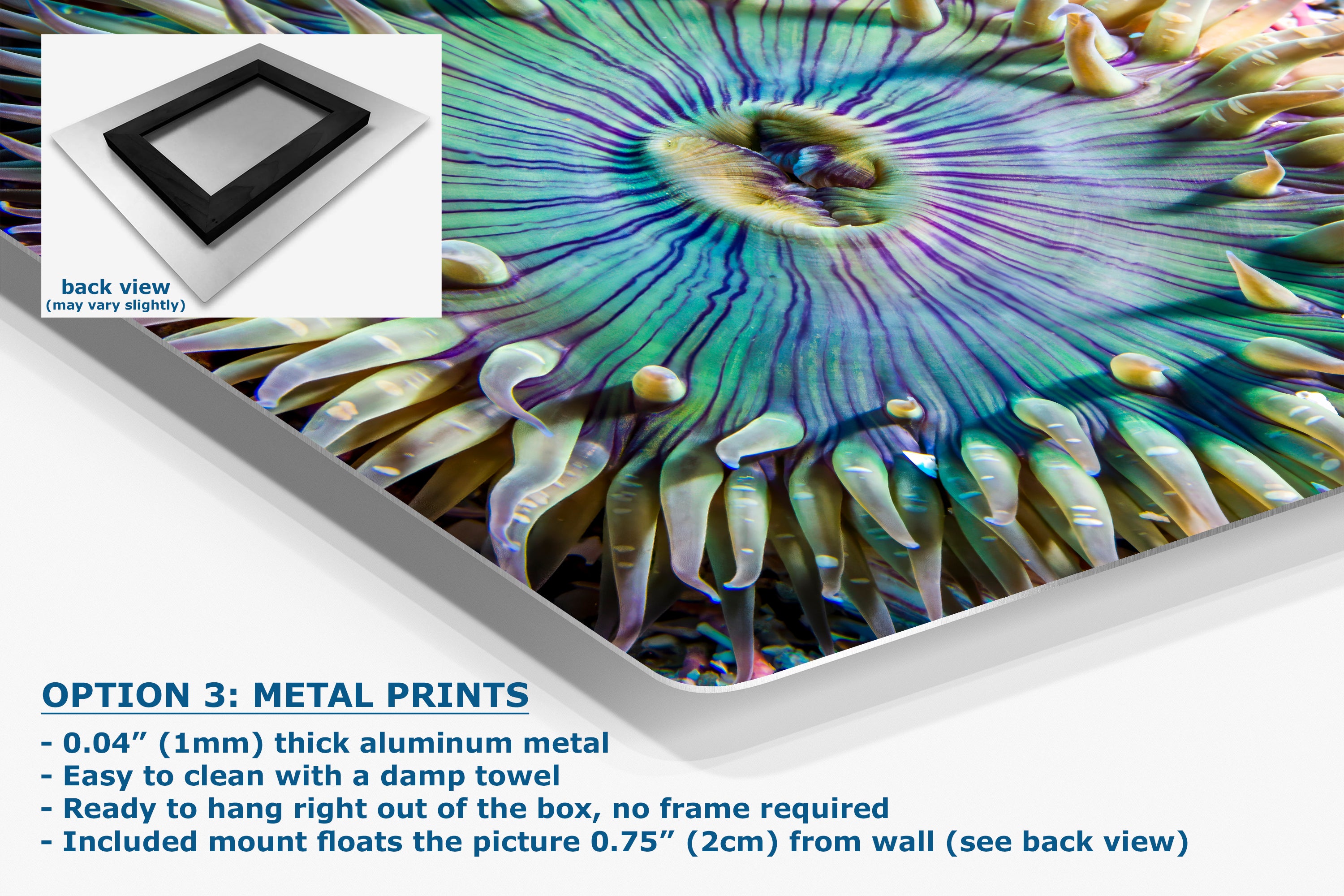 Sea Anemone Picture Ocean Life Underwater Scenery Nature Photo, Marine Biology Coral Reef Art