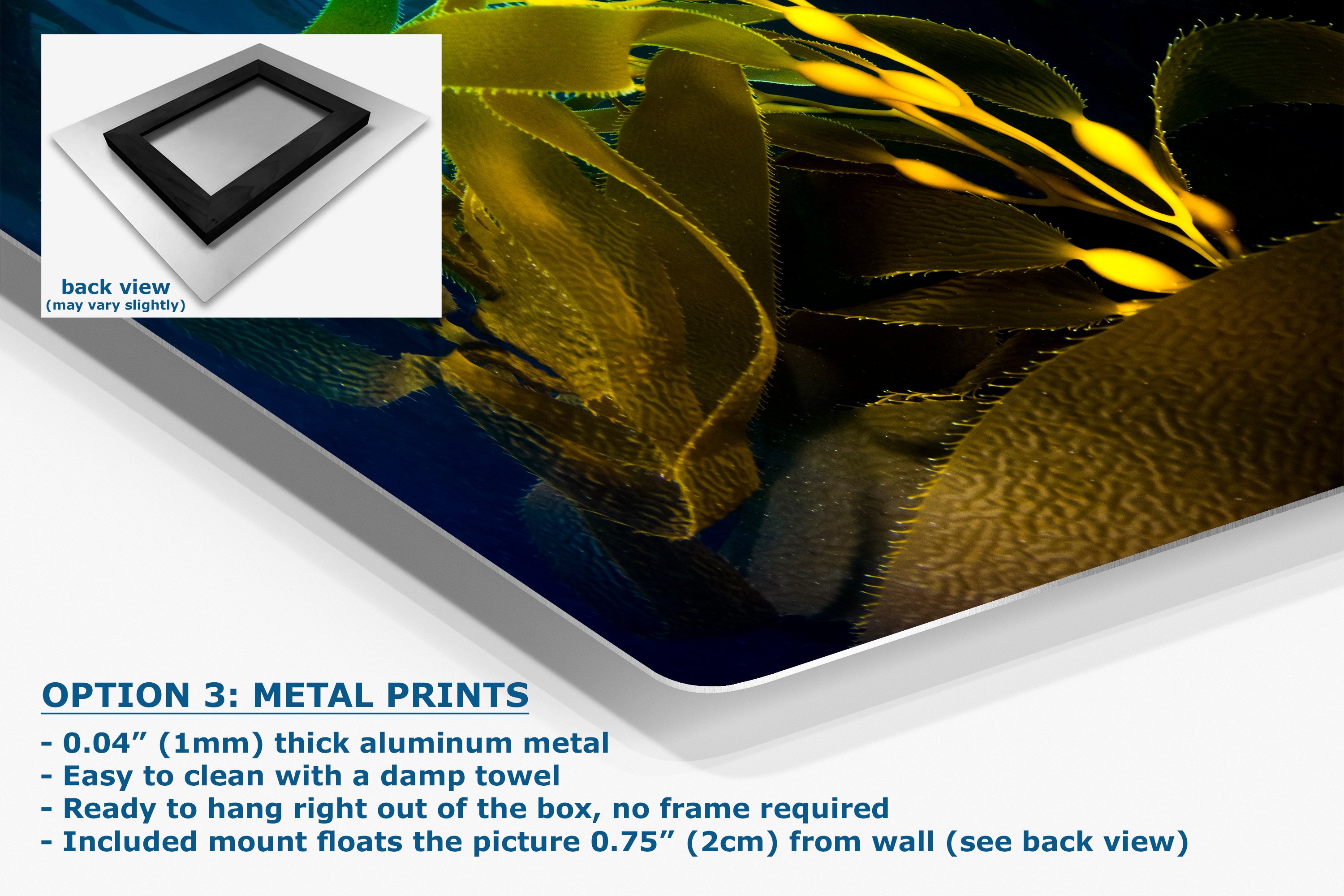 Kelp forest seaweed pictures underwater scenery, ocean life marine biology art, relaxation decor, ocean lover gift, deep sea nature photo