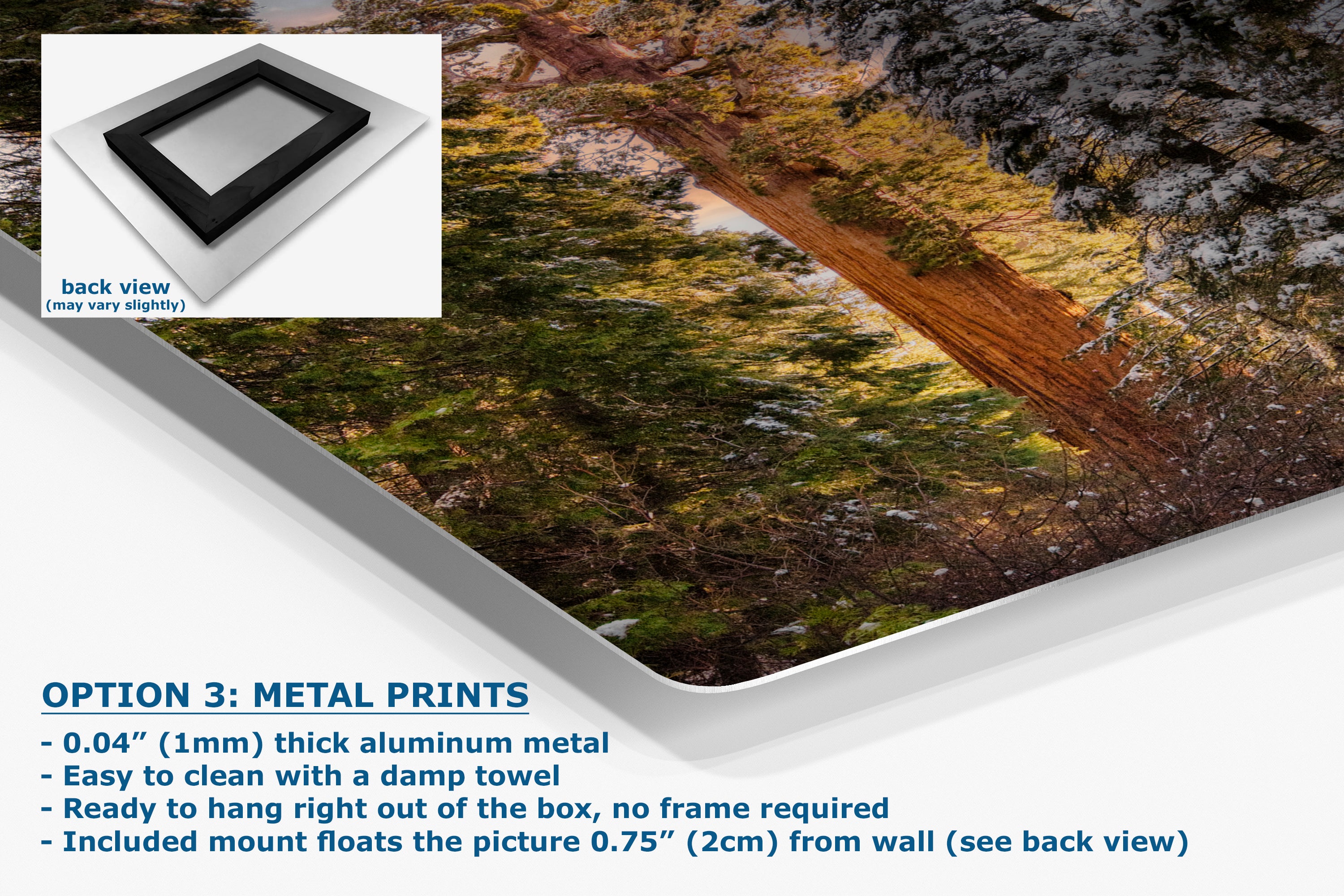 Giant Sequoia Tree Forest Picture Nature Photo, Redwood Tree Wall Art, Forest Bathing Decor, Bohemian Style Relaxation Artwork