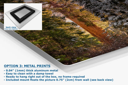 Giant Sequoia Tree Forest Picture Nature Photo, Redwood Tree Wall Art, Forest Bathing Decor, Bohemian Style Relaxation Artwork