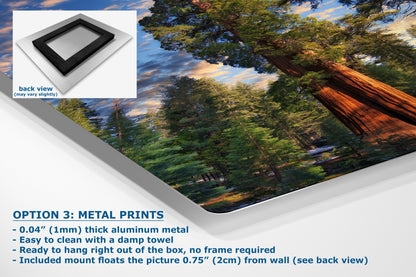 Giant Sequoia Tree Art, Redwood Forest Picture, Nature Photo Inspired Wall Decor