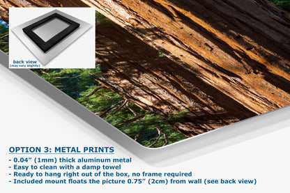 Giant Sequoia Tree Forest Picture Nature Photo, Redwood Trees Wall Art, Forest Bathing National Park Poster, Relaxation Decor