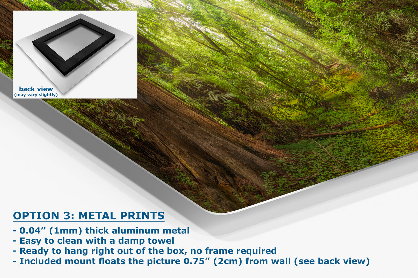 Redwood Tree Wall Art - Panoramic Forest Picture Nature Photo