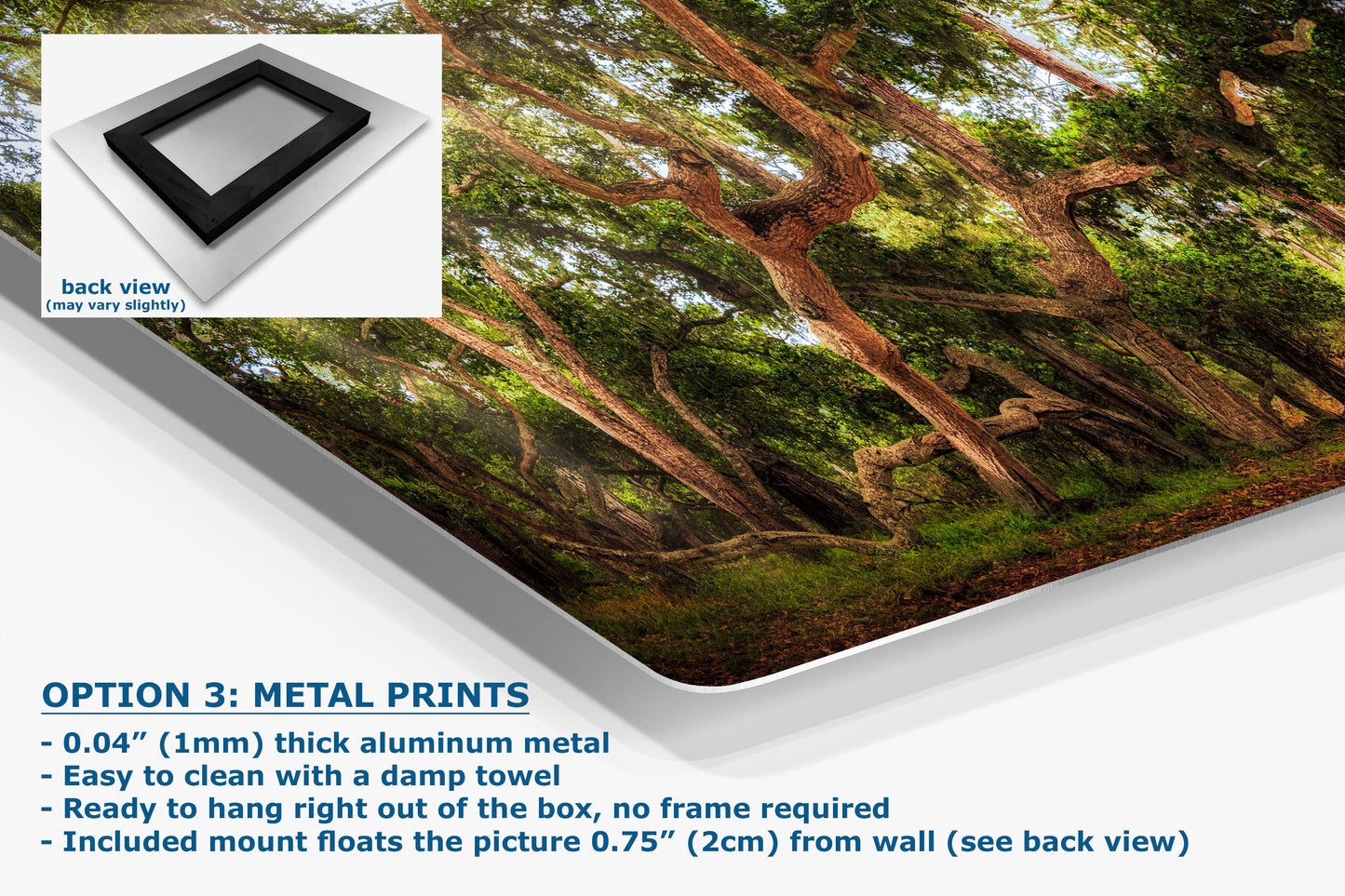 Coast Live Oak Forest Picture Nature Photo House Decor, Forest Bathing for Meditation, Relaxation, Dorm Room Decor