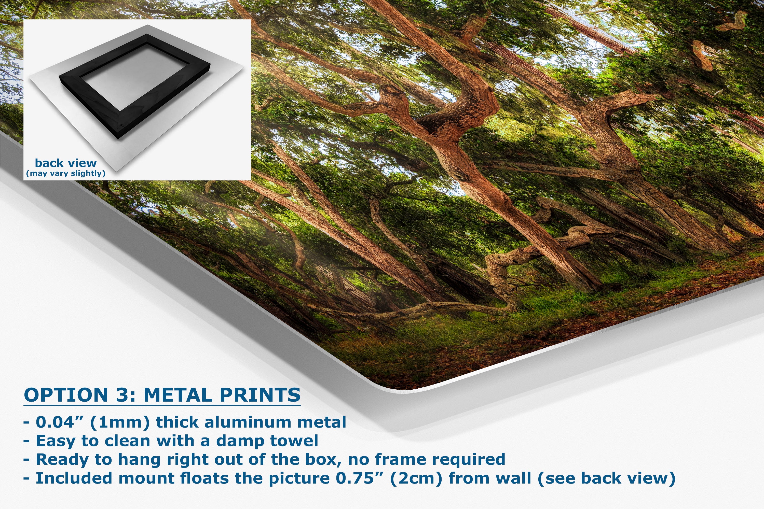 Coast Live Oak Forest Picture Nature Photo House Decor, Forest Bathing for Meditation, Relaxation, Dorm Room Decor