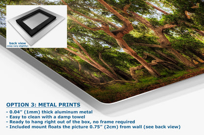 Coast Live Oak Forest Picture Nature Photo House Decor, Forest Bathing for Meditation, Relaxation, Dorm Room Decor