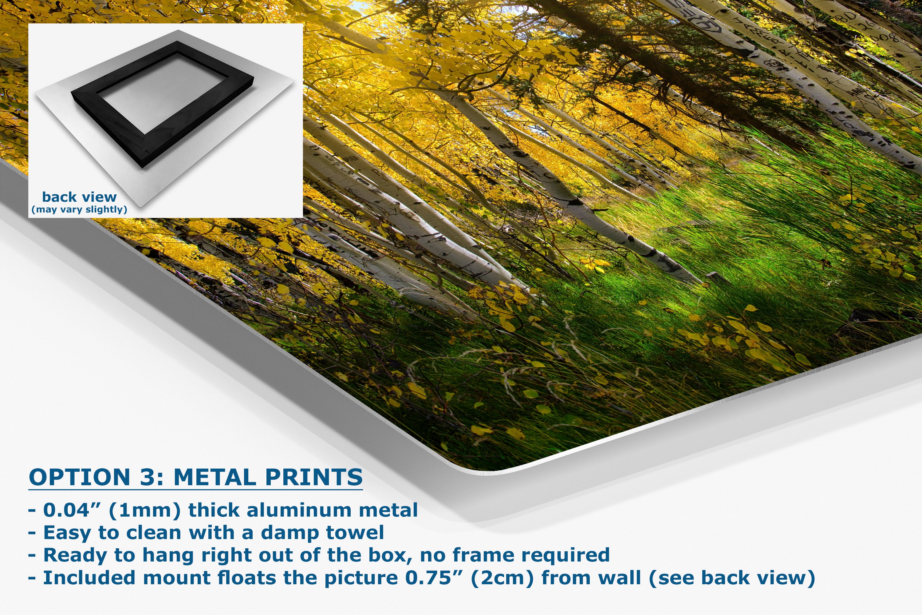 Aspen Tree Forest Picture Nature Photo, Forest Bathing Relaxation Artwork, Fall Colors Autumn for Meditation, Office and House Decor