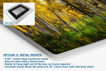 Aspen Tree Forest Picture Nature Photo, Forest Bathing Relaxation Artwork, Fall Colors Autumn for Meditation, Office and House Decor