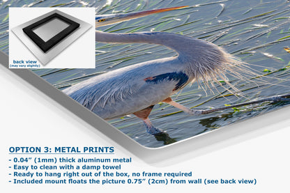 Great Blue Heron Art Wildlife Photography, Nature Wall Decor for Bird Lovers, Ocean Conservation, Relaxing Office or Room Artwork