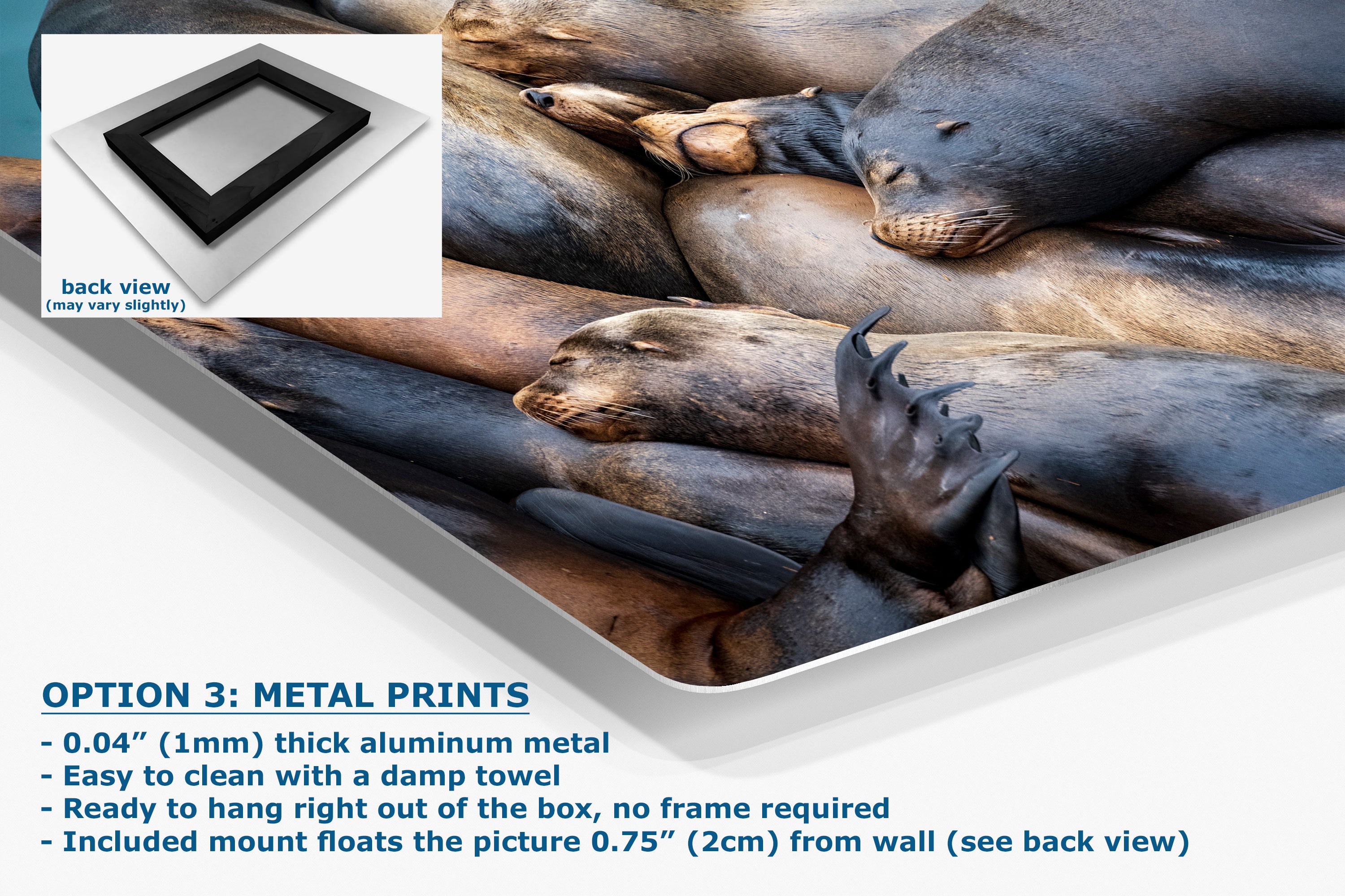 California Sea Lion Marine Mammal Wildlife Photography Wall Art - Ocean Animals Nursery Decor Coastal Home Artwork, Marine Biology Print