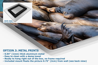 California Sea Lion Marine Mammal Wildlife Photography Wall Art - Ocean Animals Nursery Decor Coastal Home Artwork, Marine Biology Print