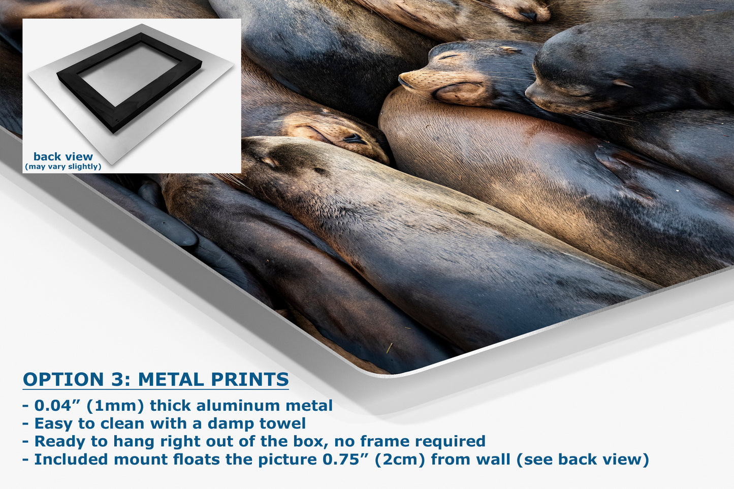 California Sea Lion Marine Mammal Wildlife Photography, Ocean Animals Nursery Decor, Relaxation Artwork for Beach-Themed Rooms